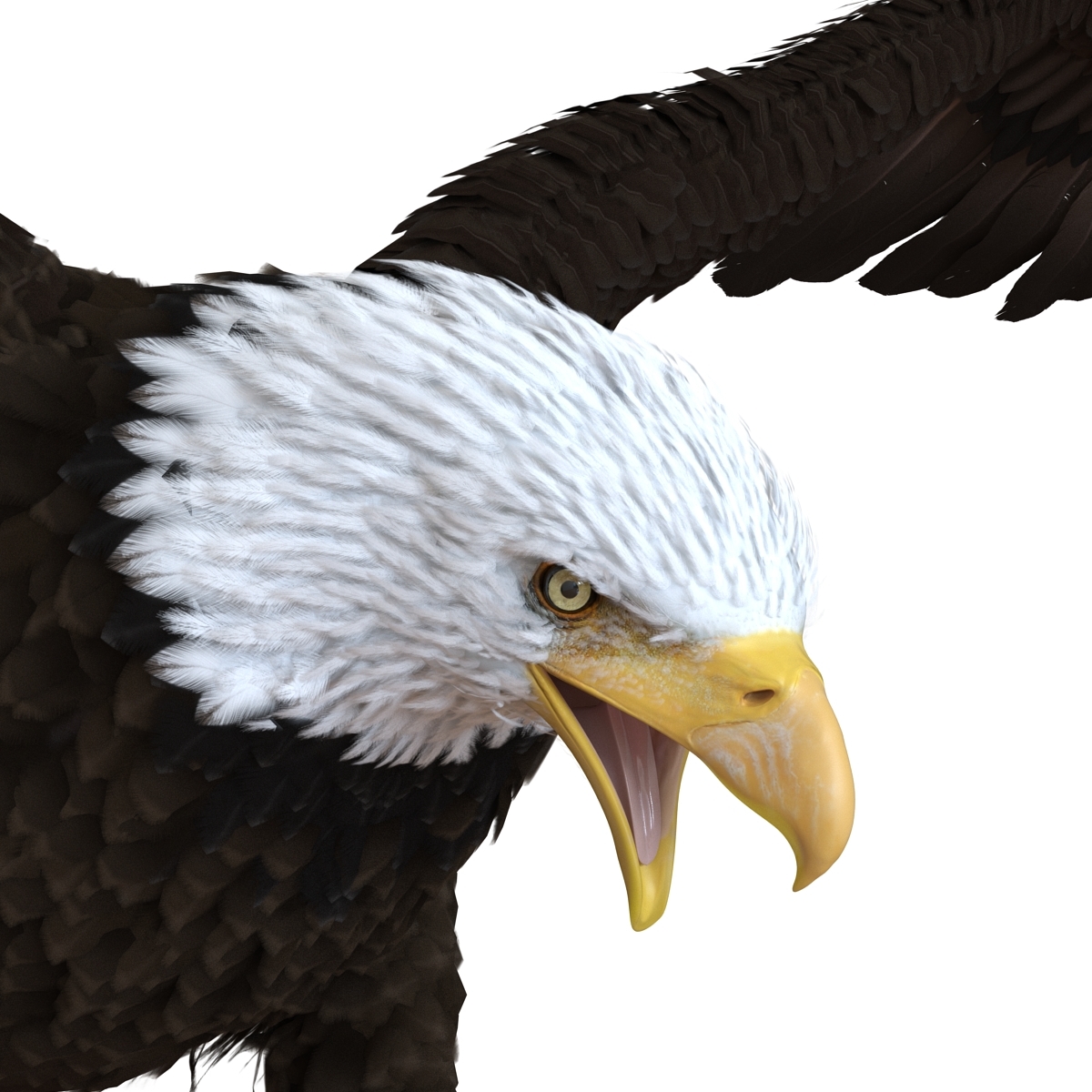 bald eagle pose 2