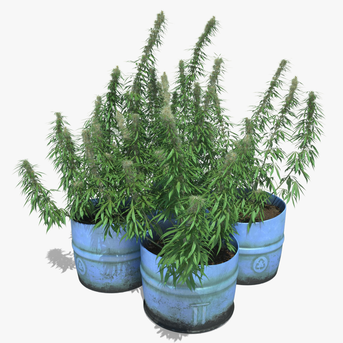 3d cannabis sativa plants set model