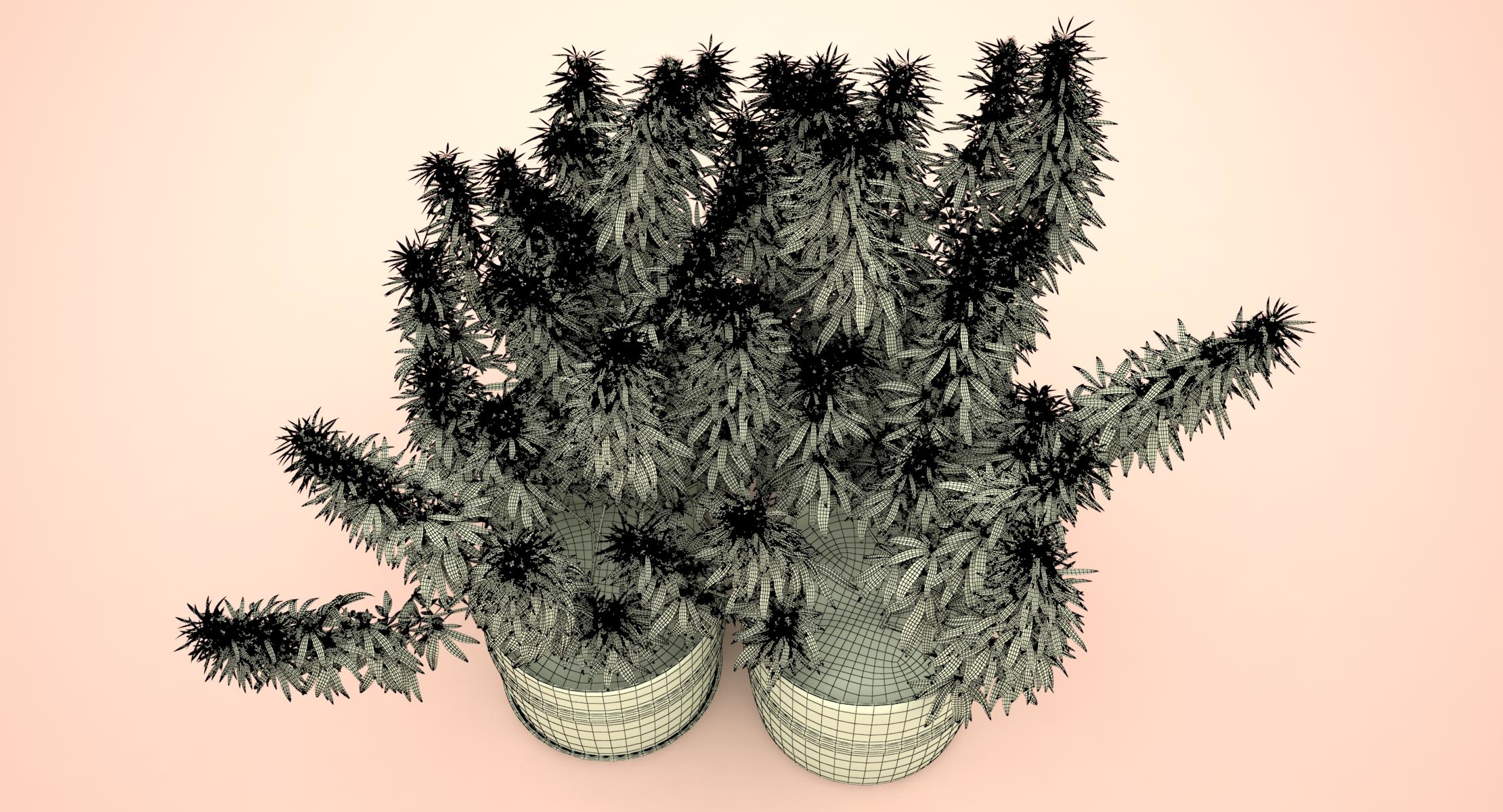 3d cannabis sativa plants set model