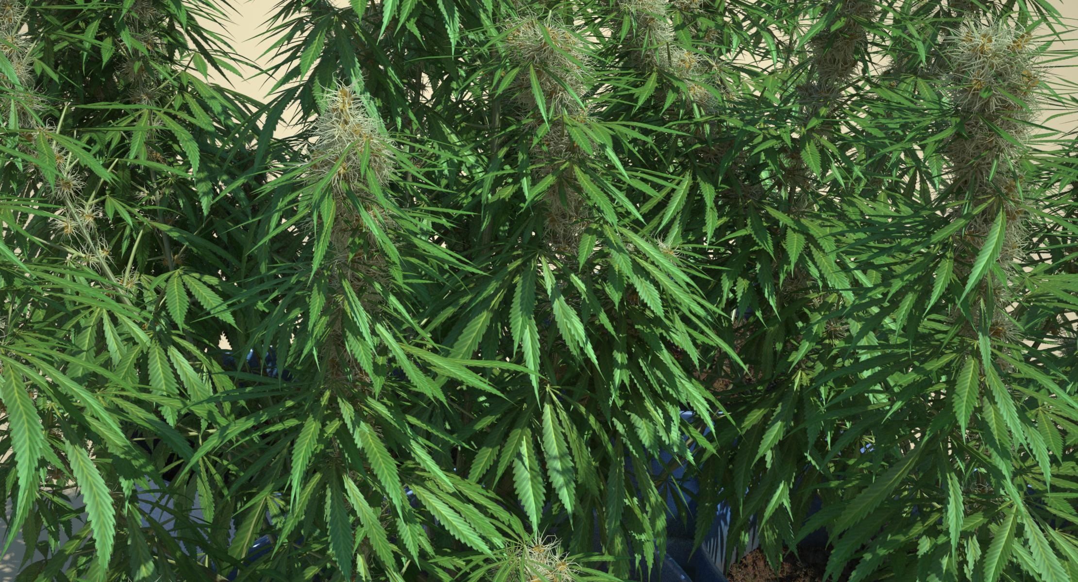 3d cannabis sativa plants set model