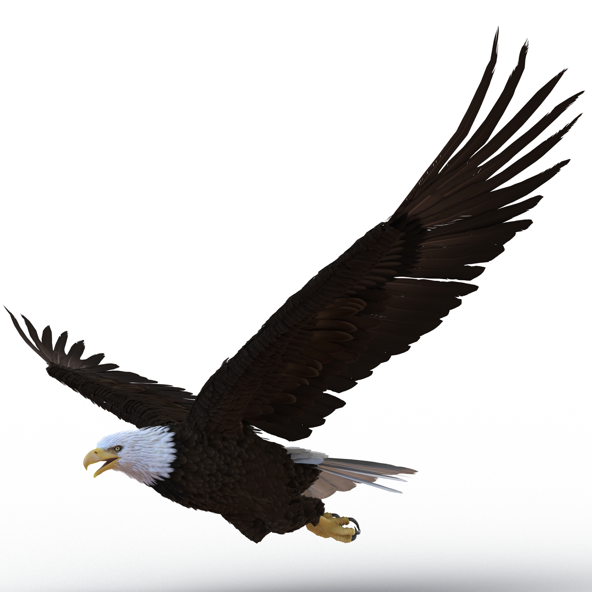 bald eagle animated