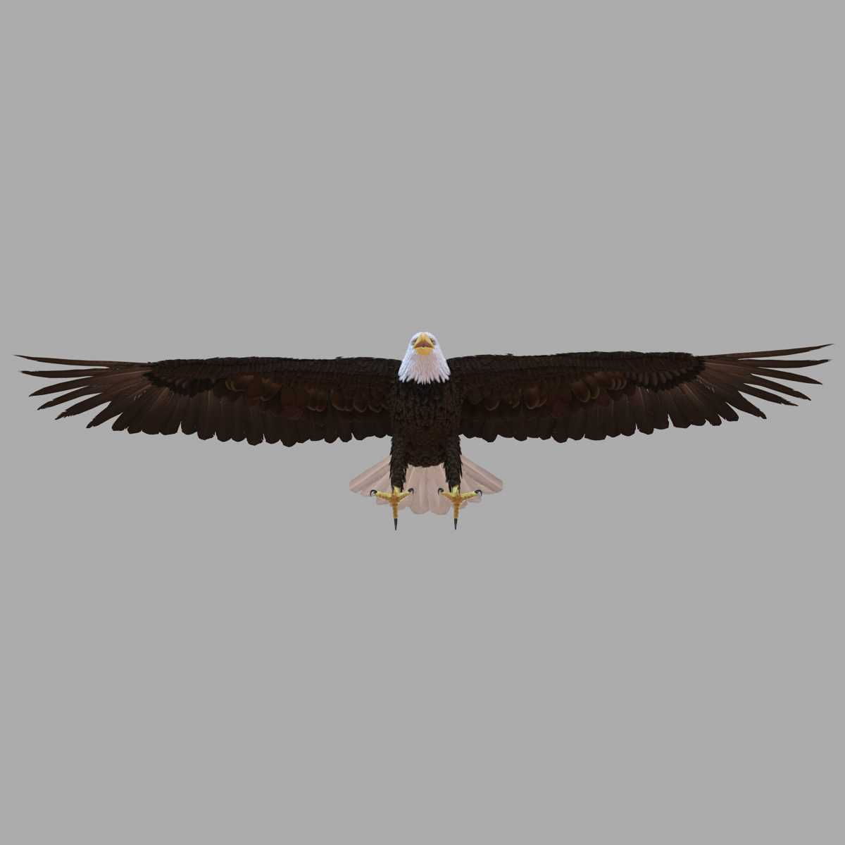 bald eagle animated