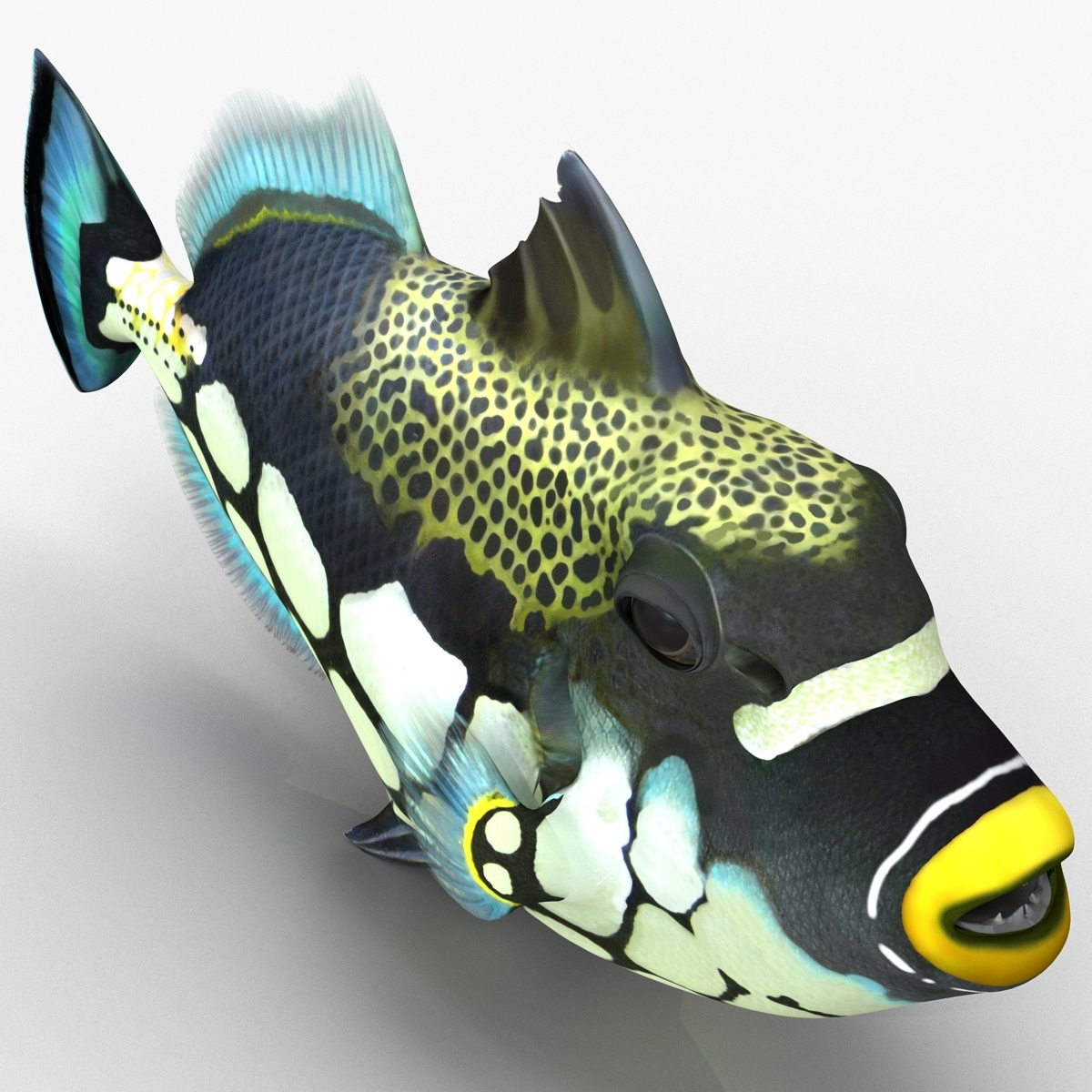 clown trigger fish