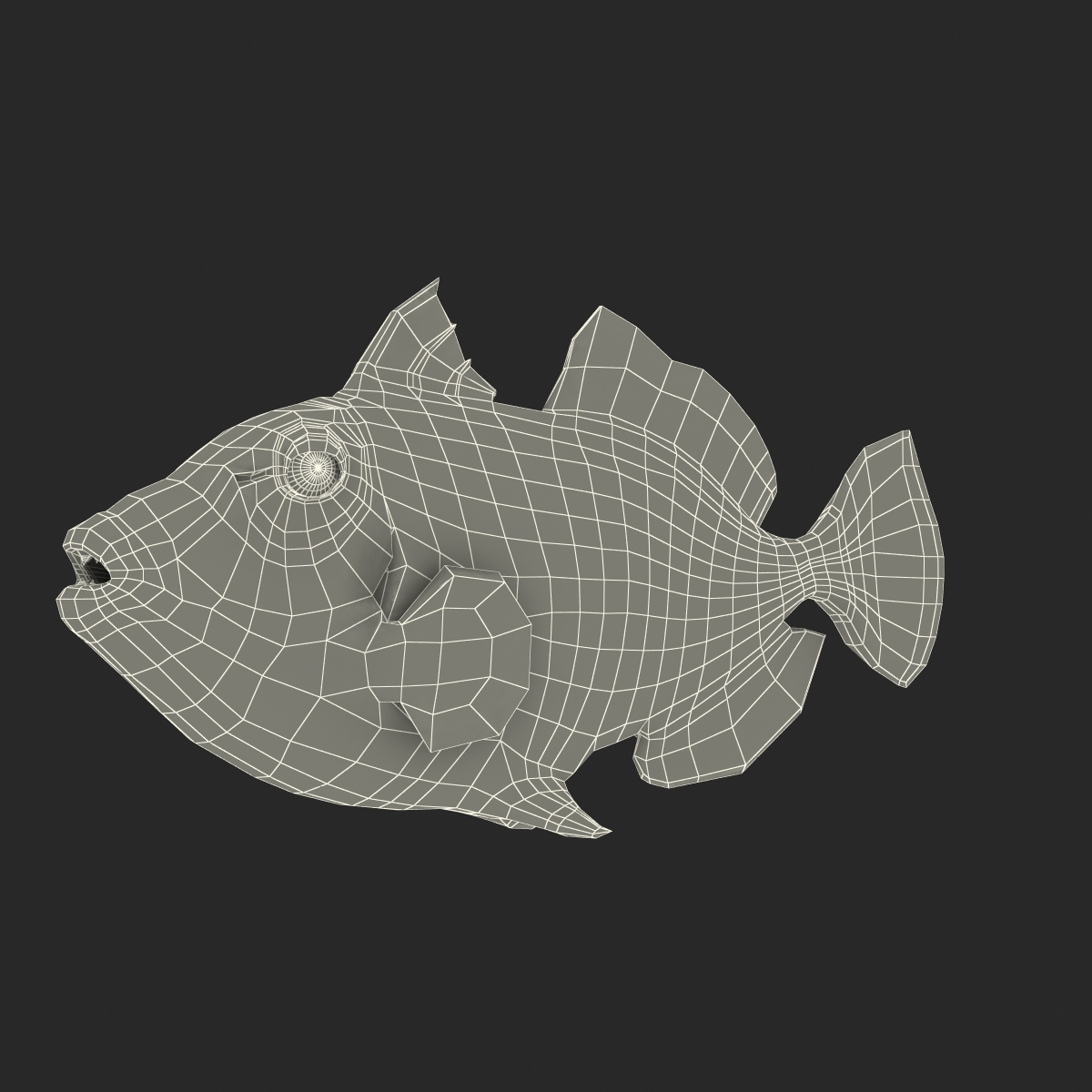 clown trigger fish