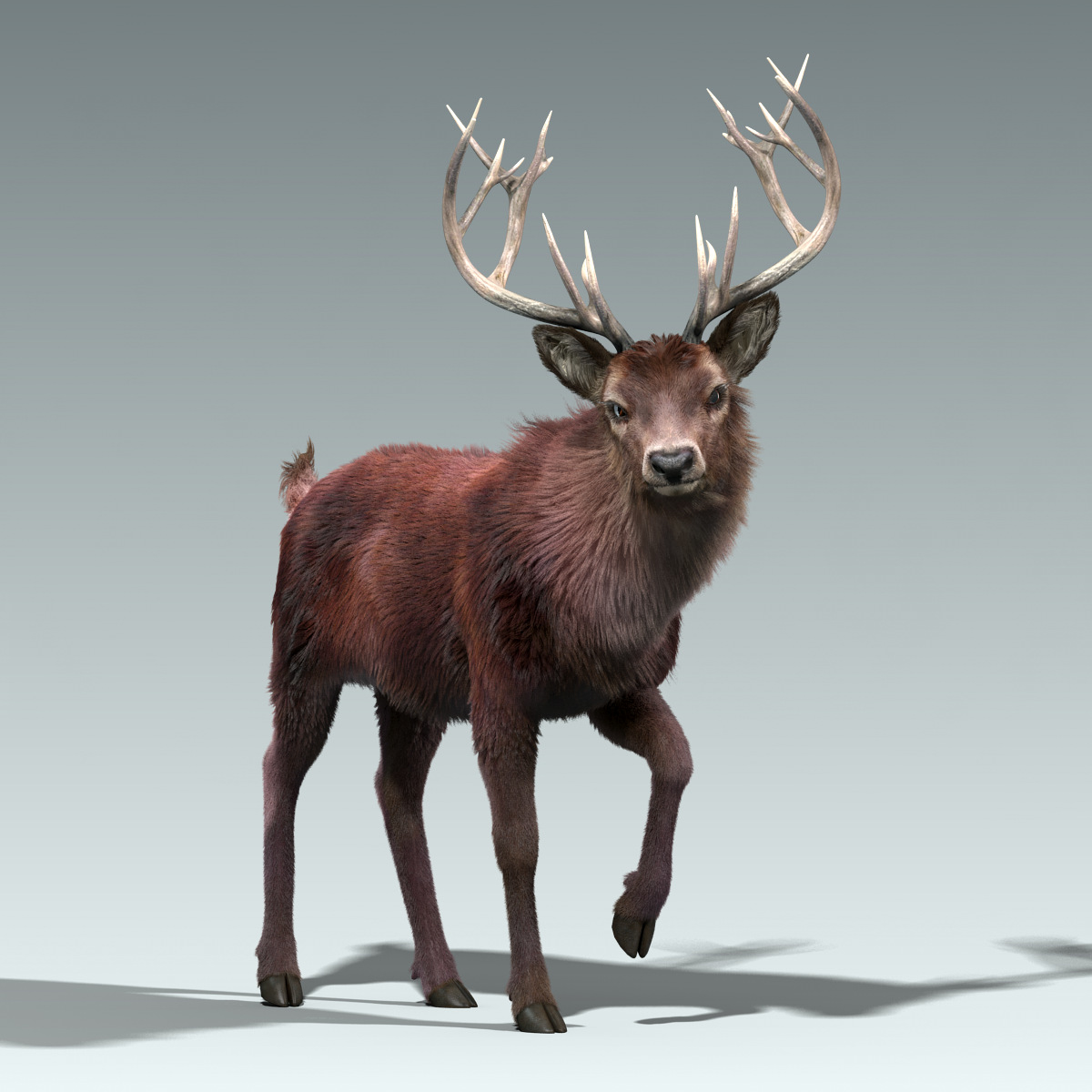 3d model red deer stag 2