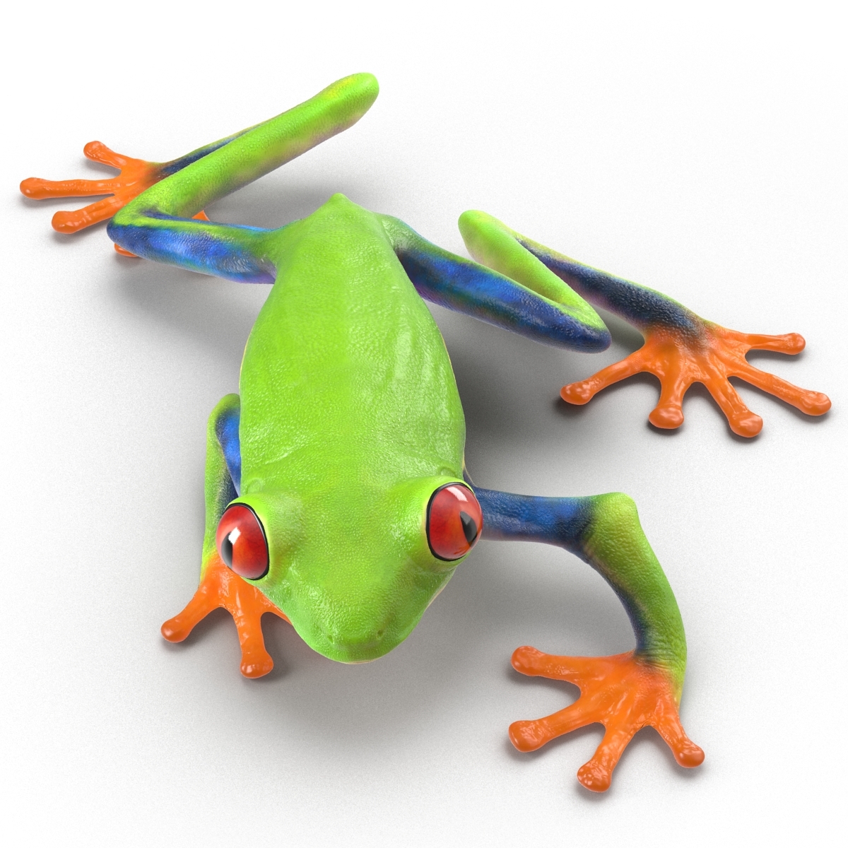 3d model red eyed tree frog