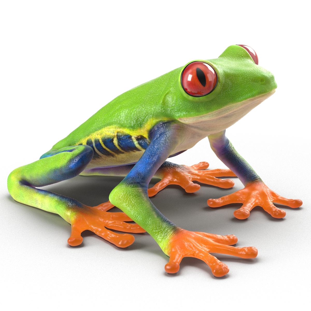 3d model red eyed tree frog