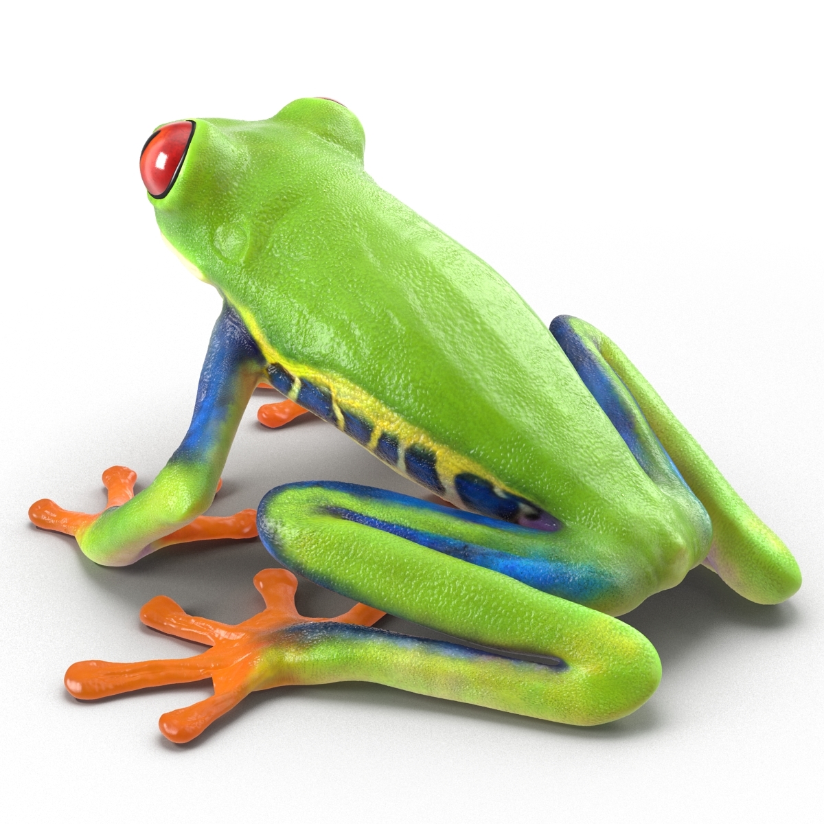 3d model red eyed tree frog