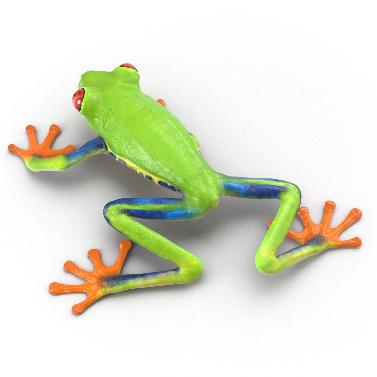 3d model red eyed tree frog