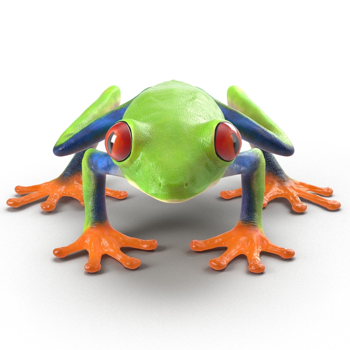 3d model red eyed tree frog