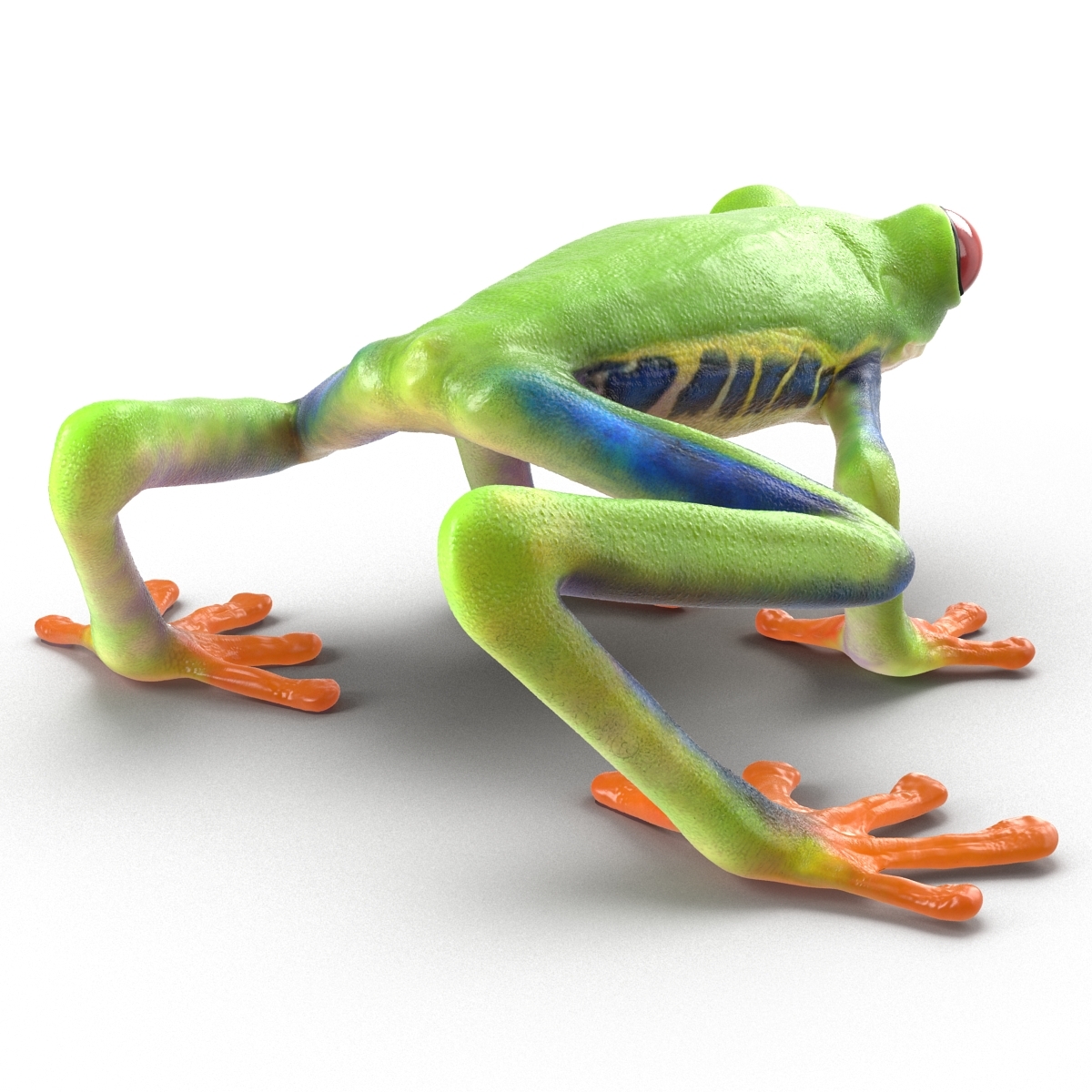 3d model red eyed tree frog