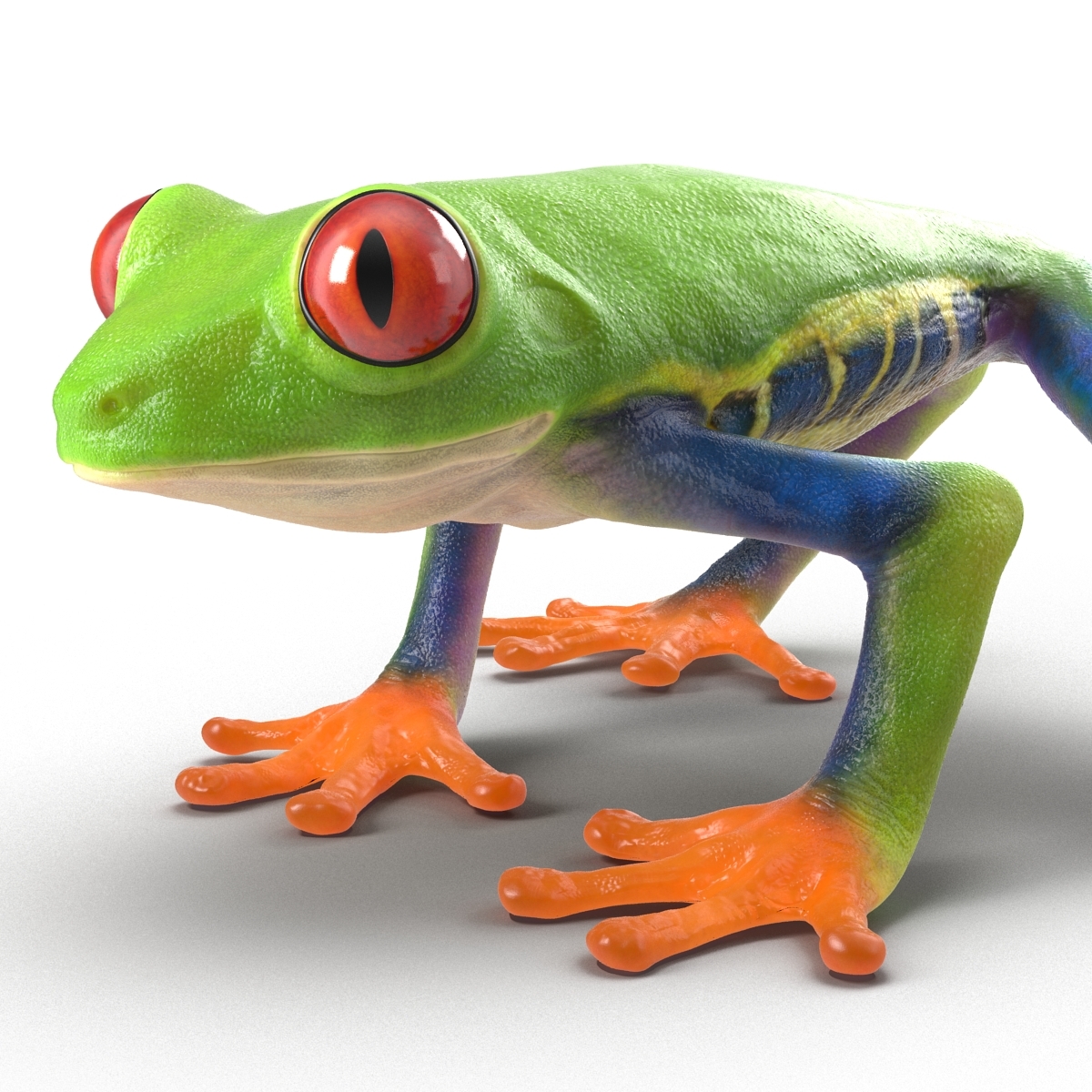 3d model red eyed tree frog