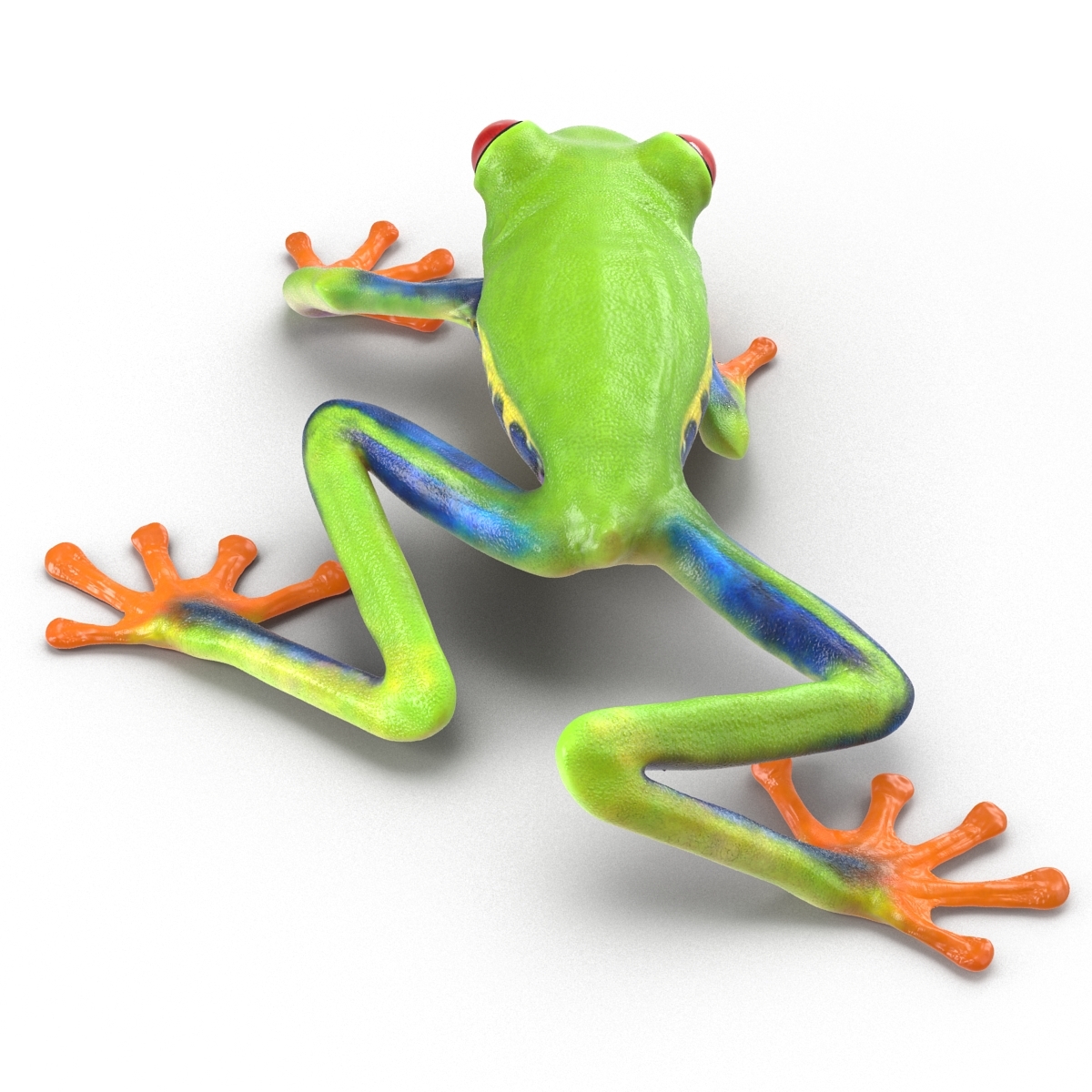 3d model red eyed tree frog