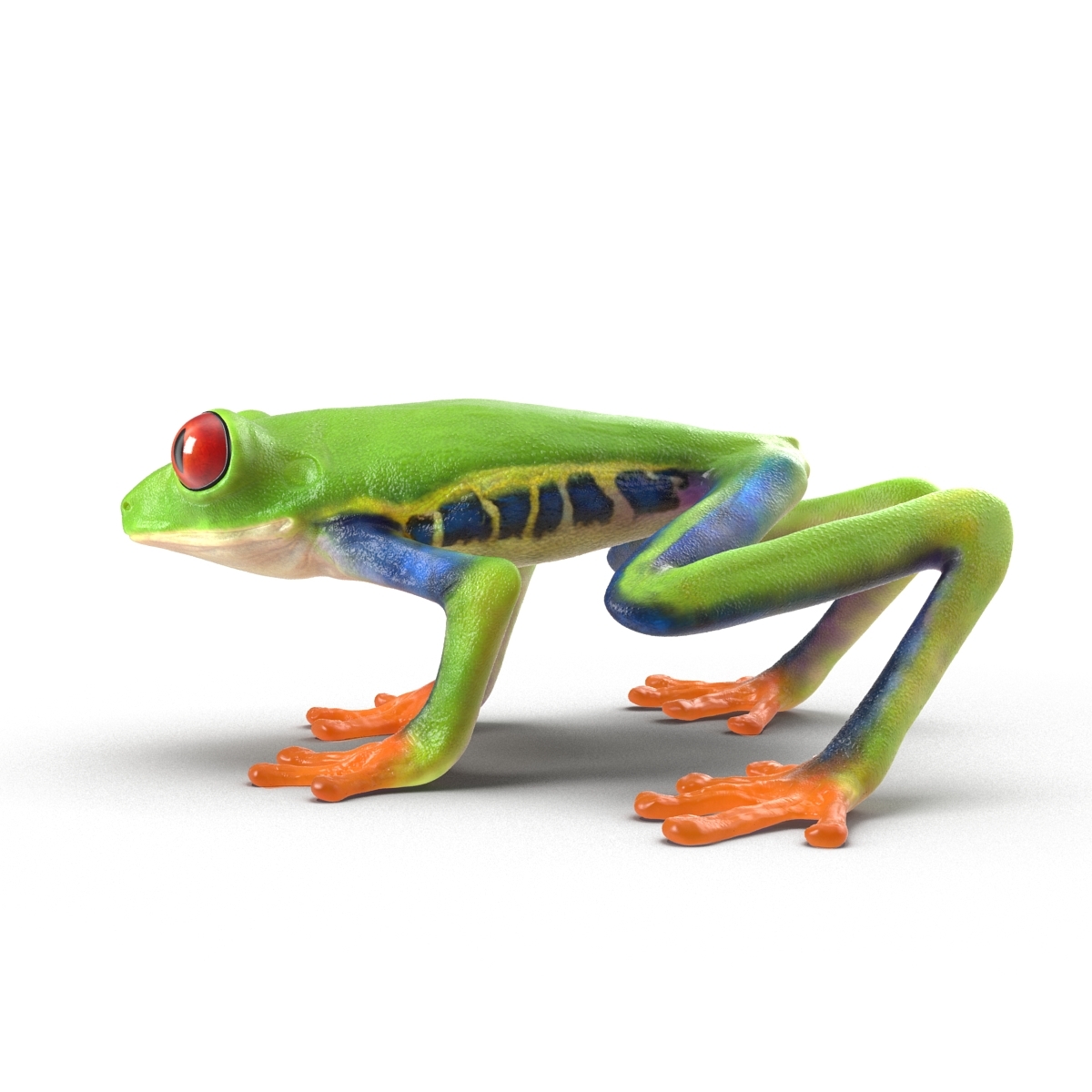 3d model red eyed tree frog