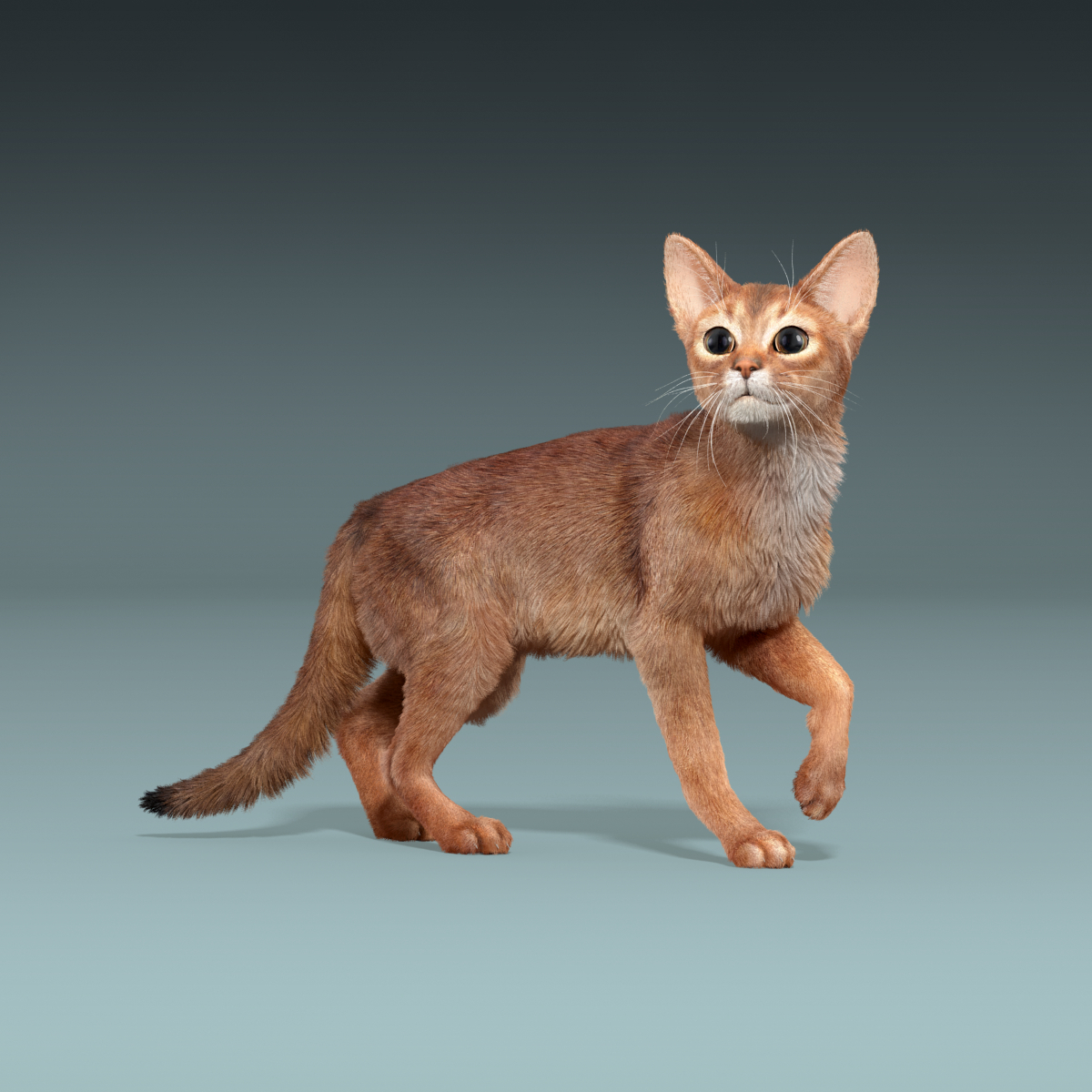 abyssinian cat(2)(fur)(animated)