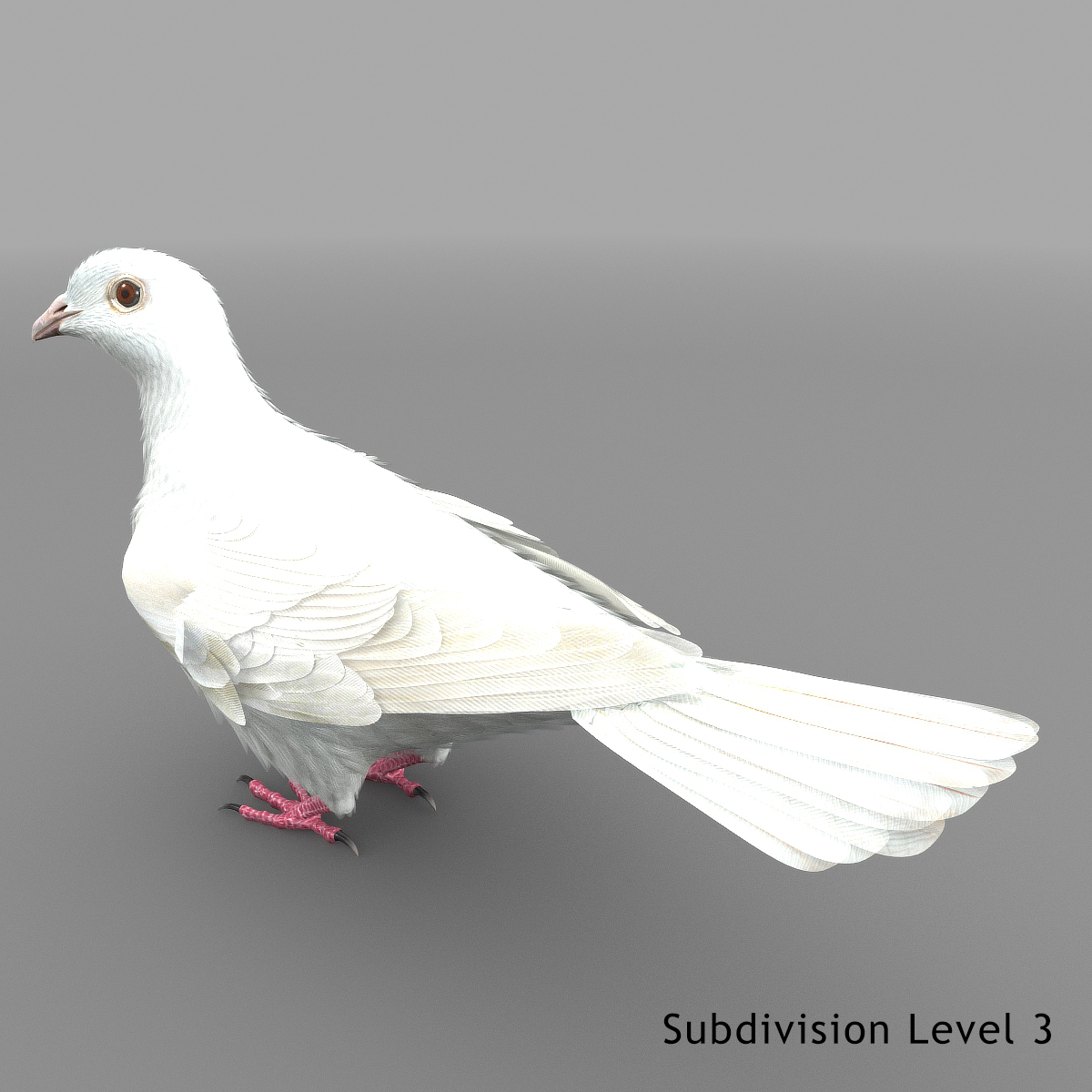 dove animation bird 3d model