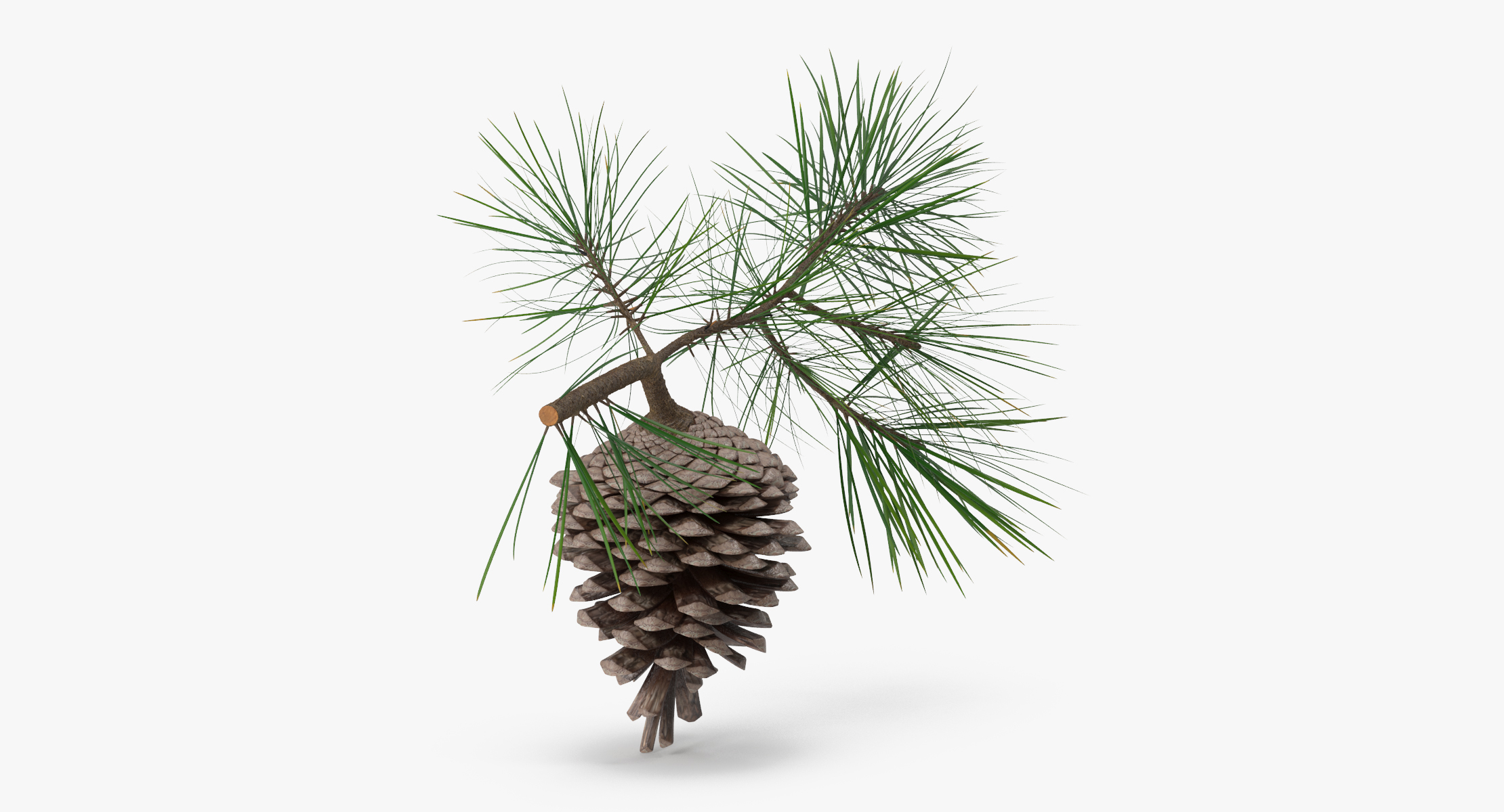 pine tree sprig 3d model