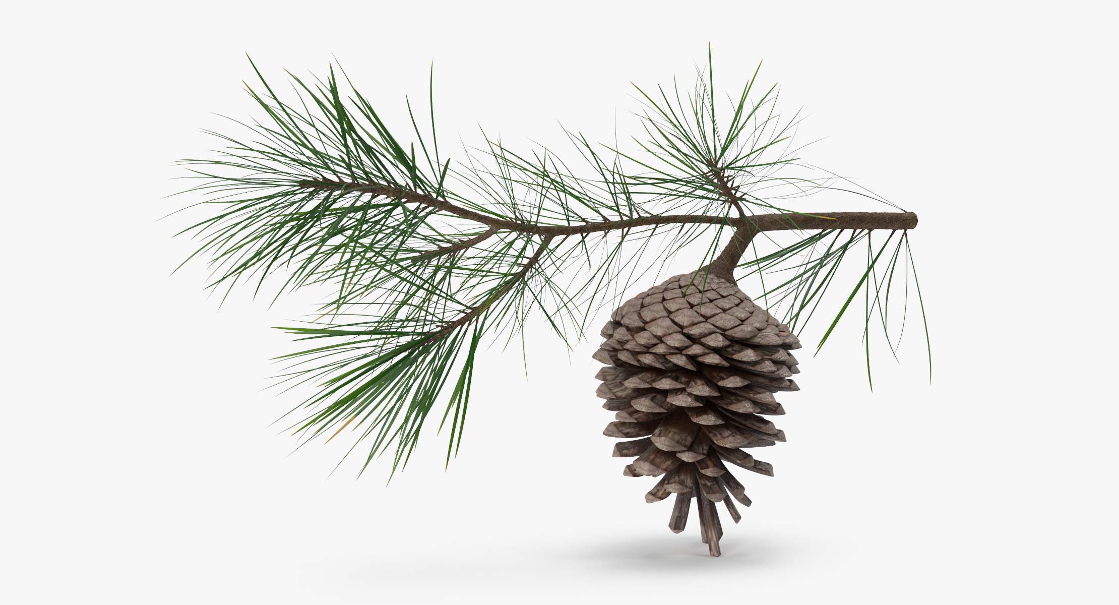 pine tree sprig 3d model