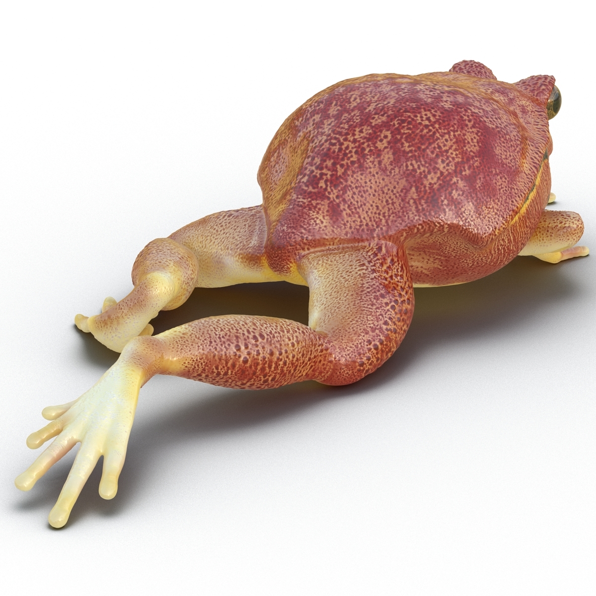 tomato frog pose 3