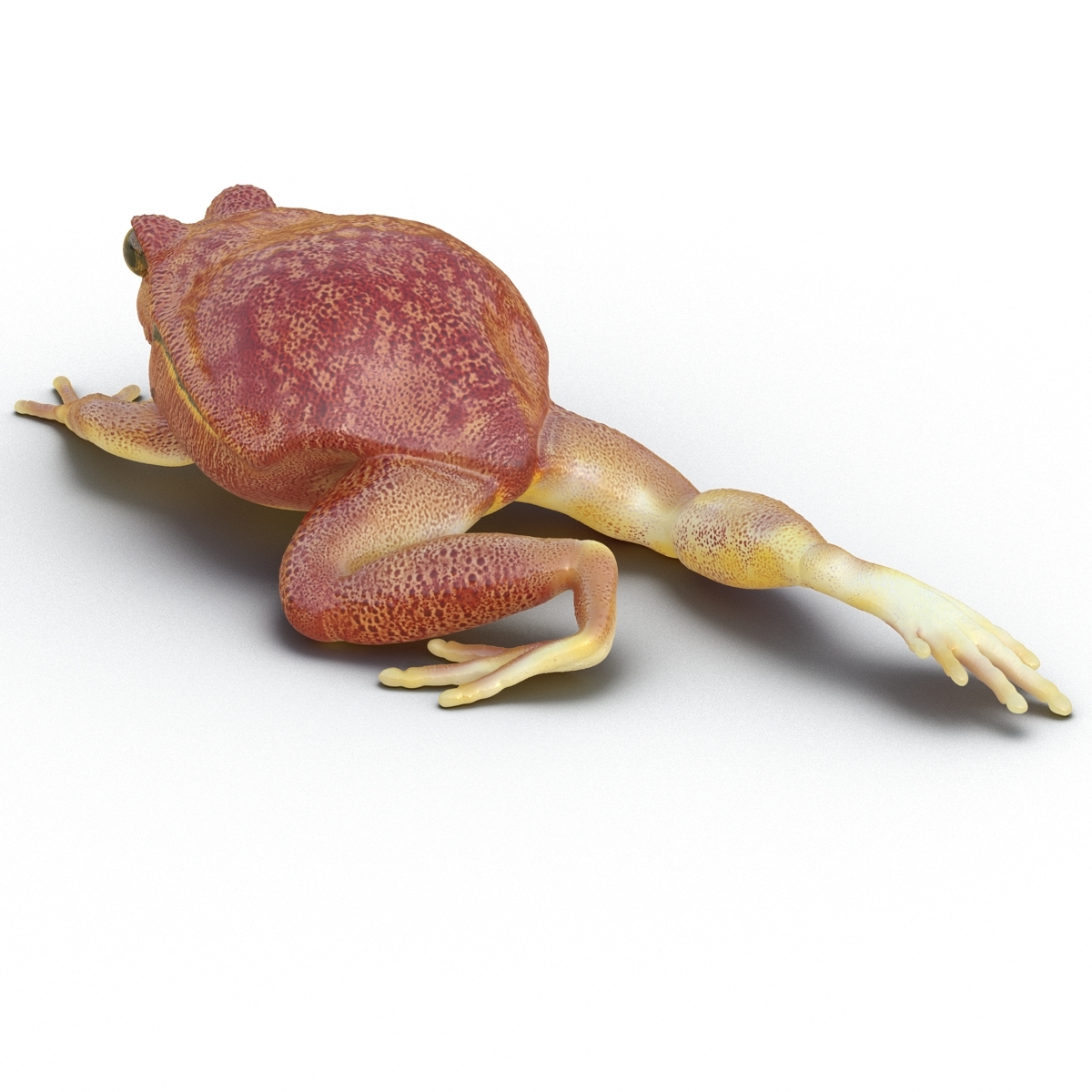 tomato frog pose 3