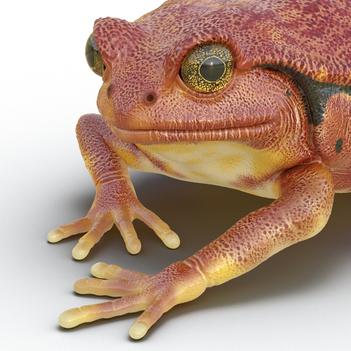 tomato frog pose 3