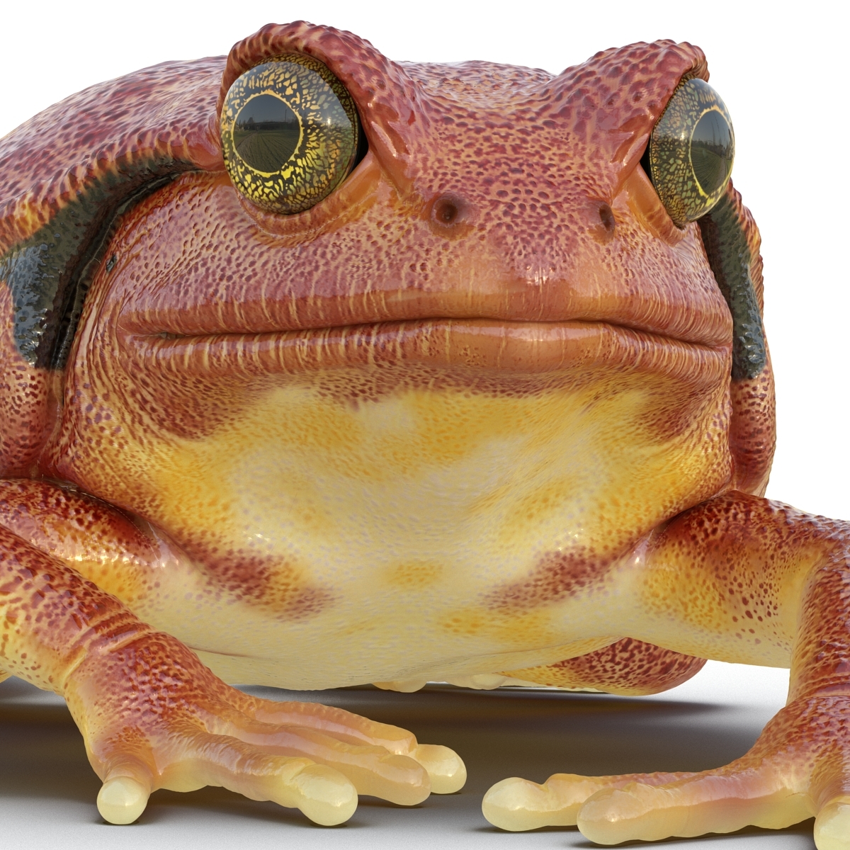 tomato frog pose 3