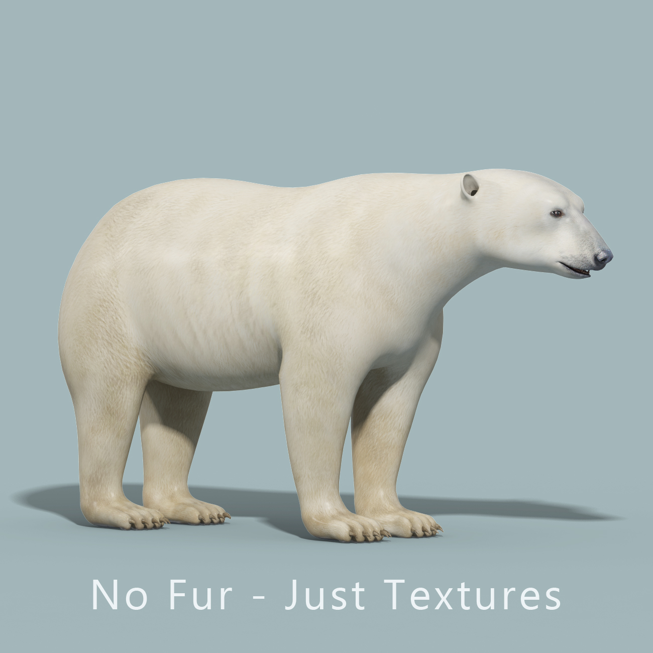 polar bear(fur)(animated)
