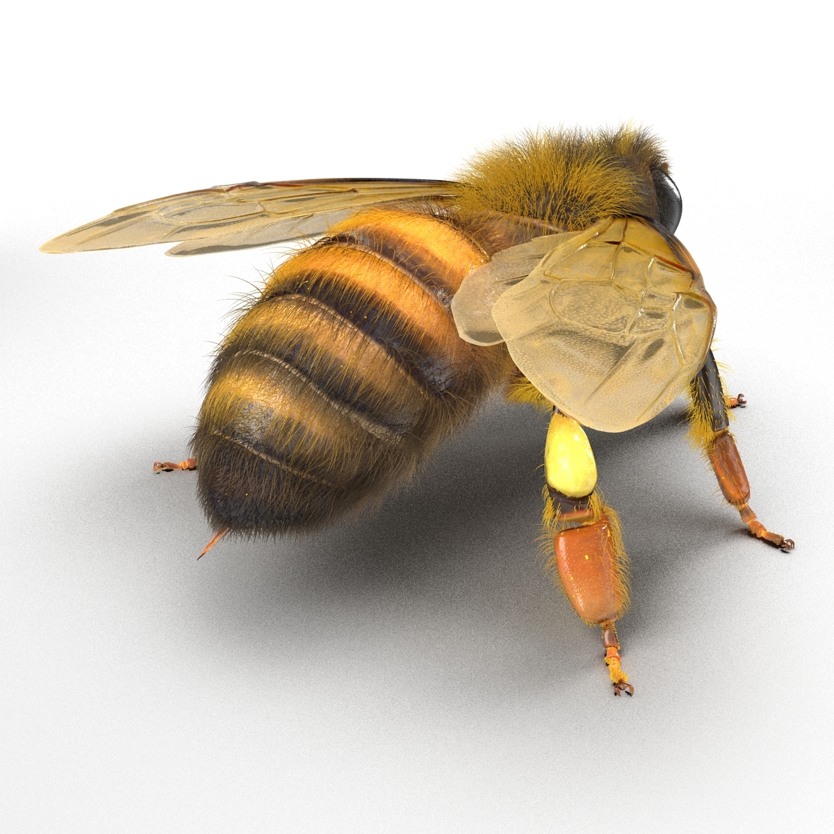 蜜蜂3d模型