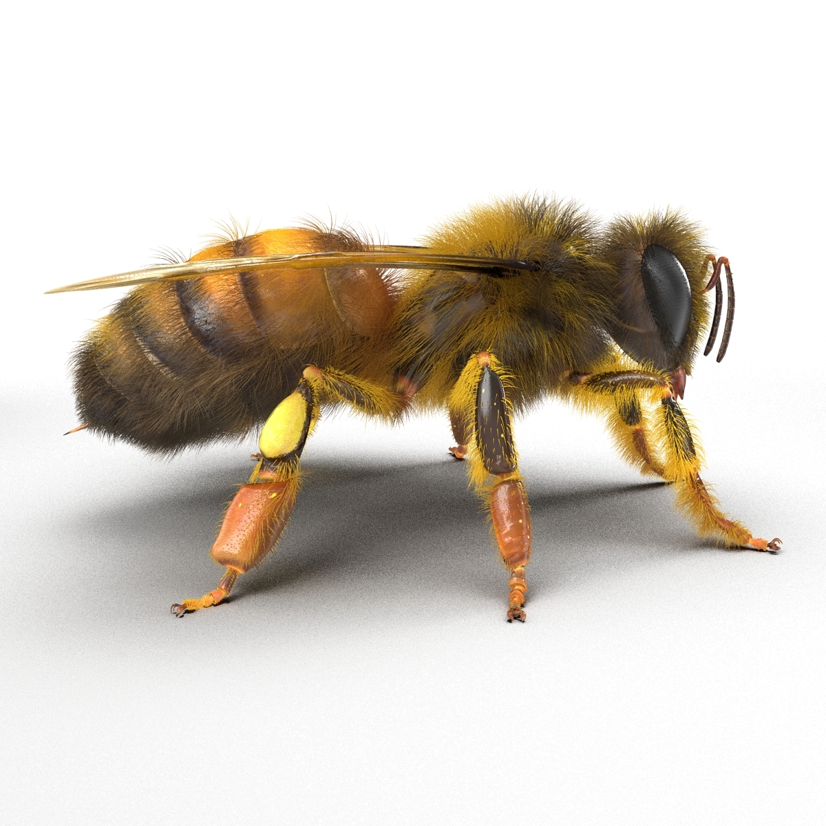 蜜蜂3d模型