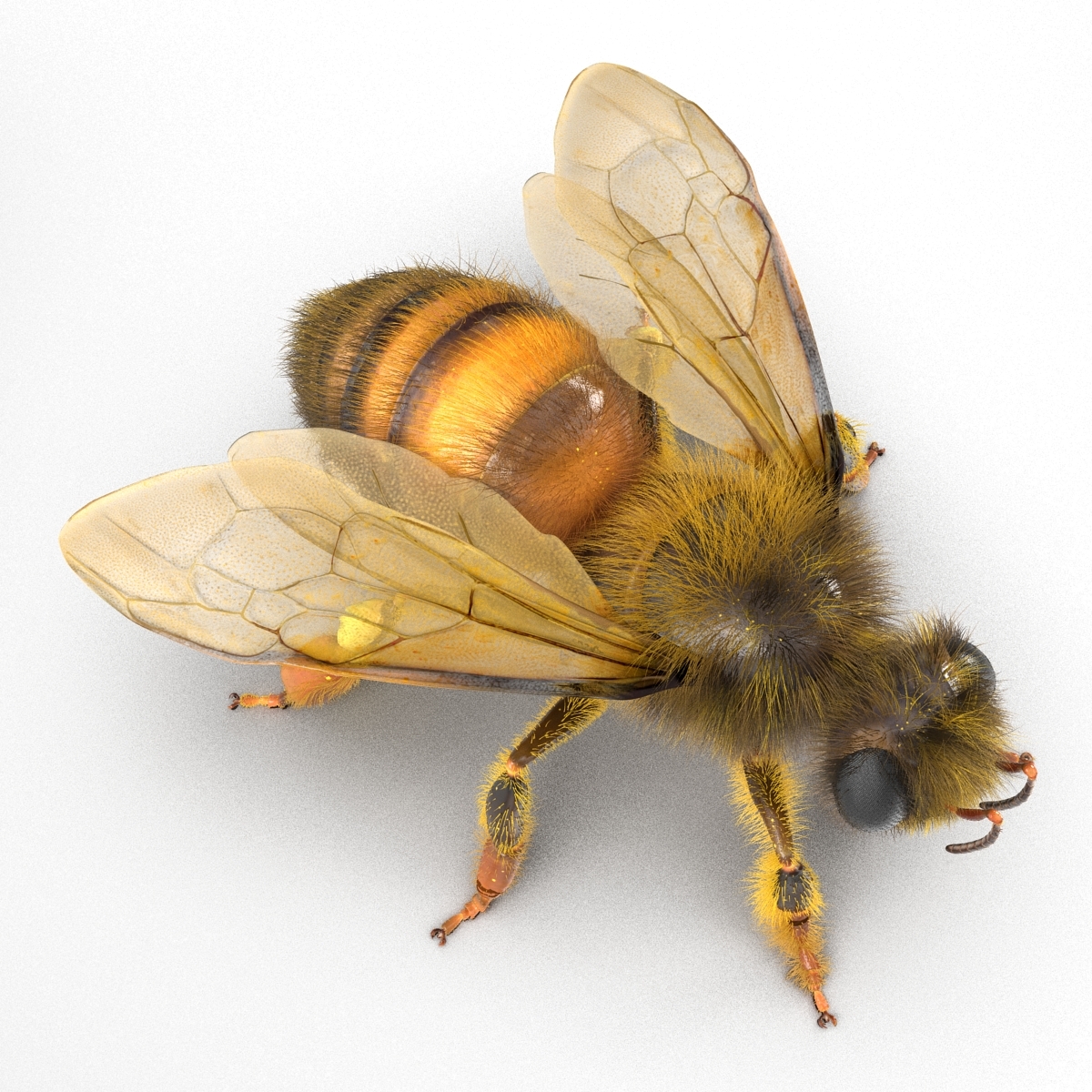 bee rigged3d模型
