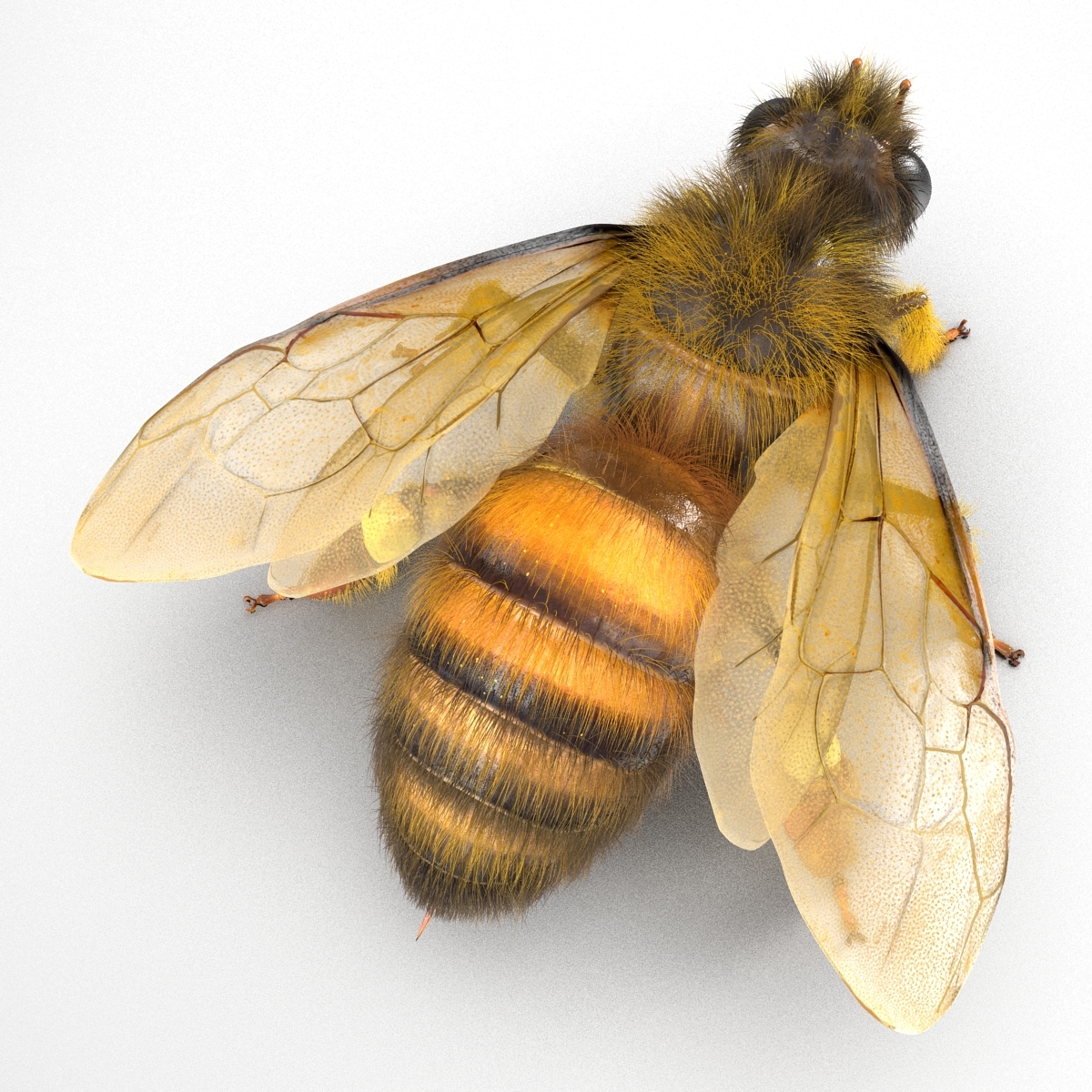 bee rigged3d模型