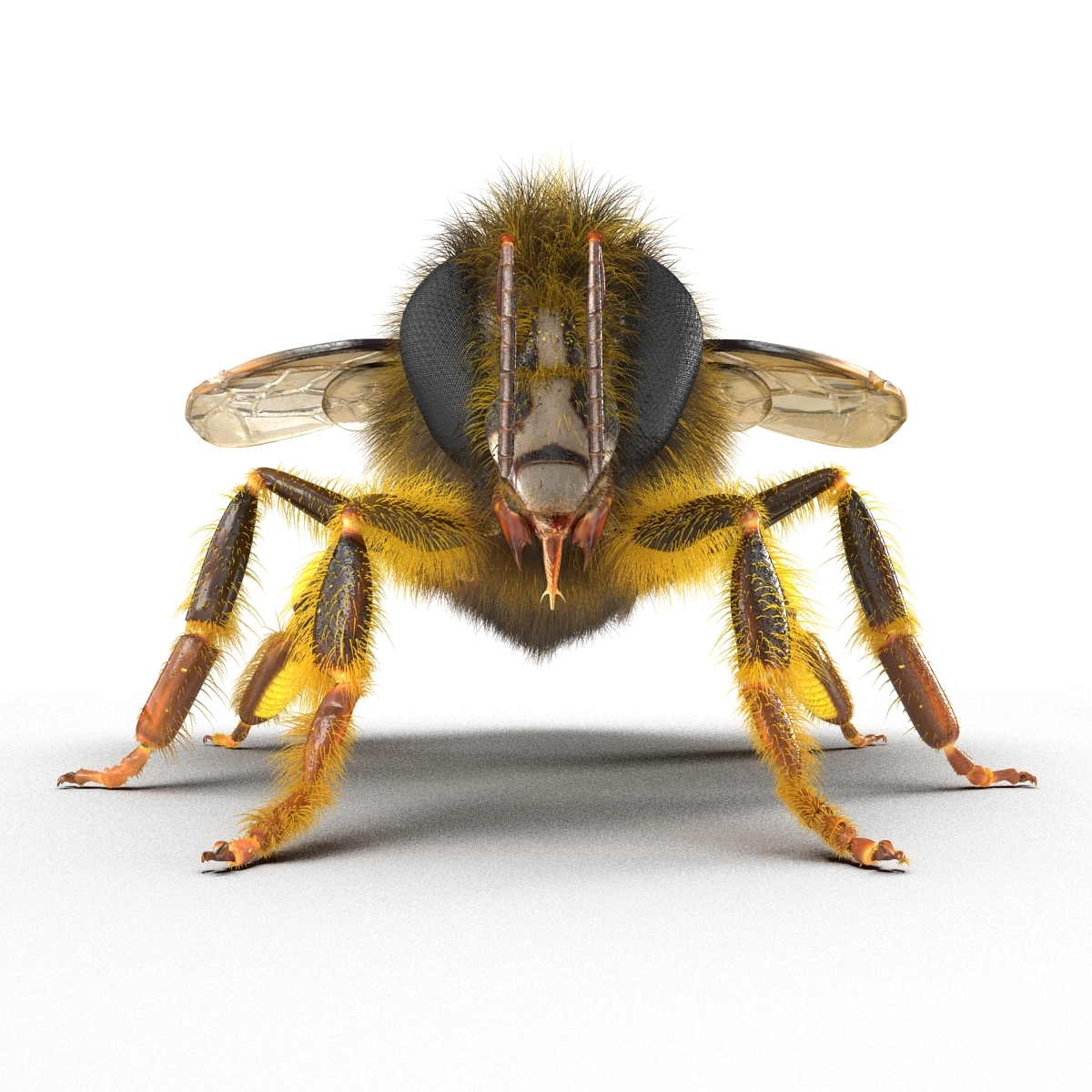 bee rigged3d模型