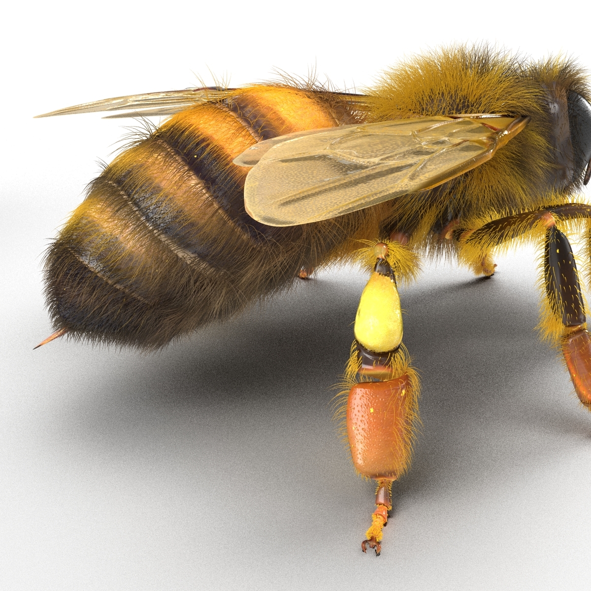 bee rigged3d模型