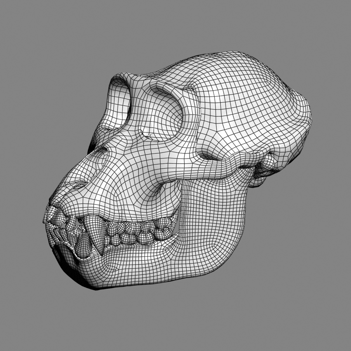 大猩猩头骨3d模型
