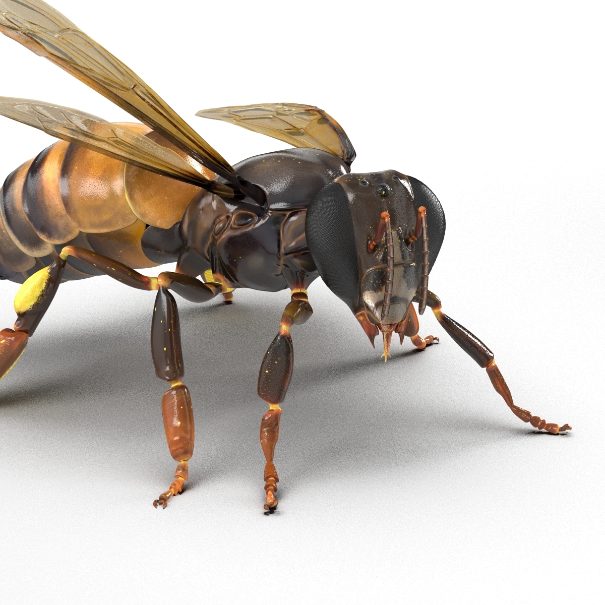 蜜蜂姿势23d模型