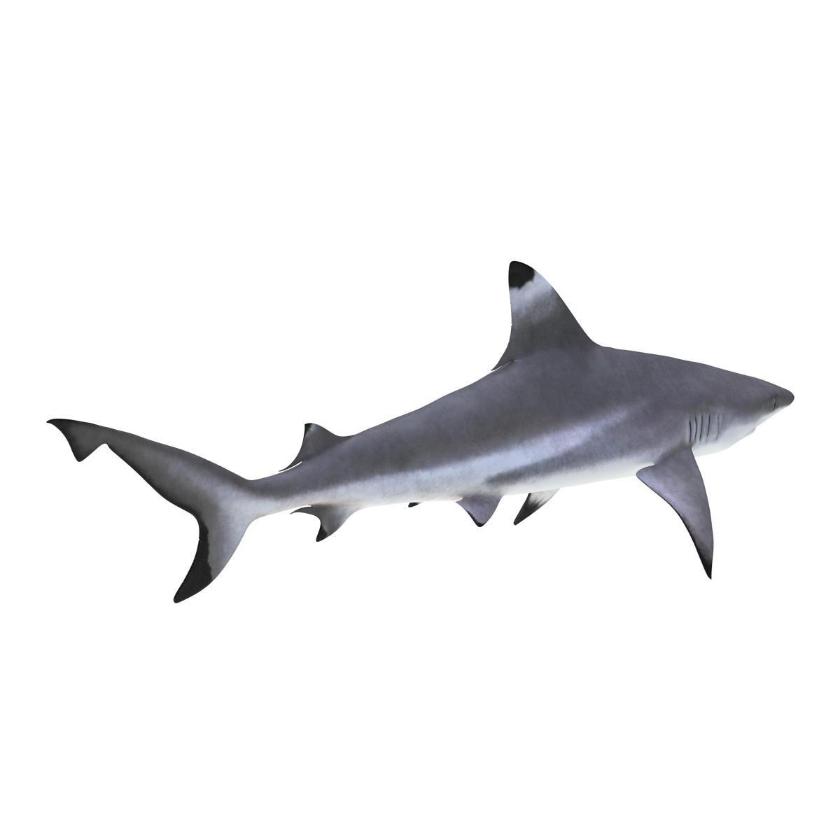 blacktip reef shark