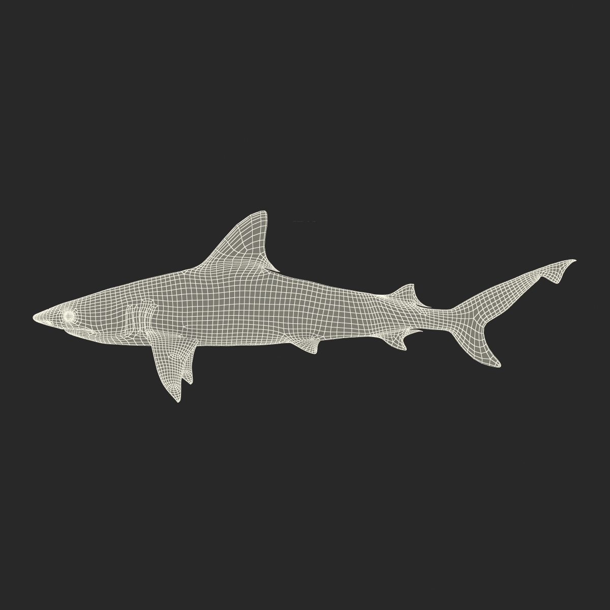 blacktip reef shark