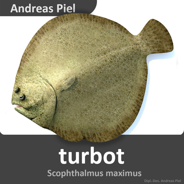 turbot scophthalmus maximus c4d