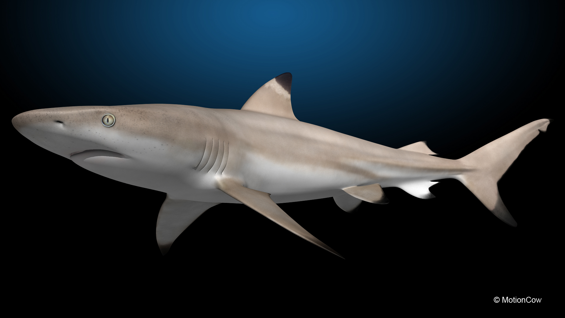 reef shark