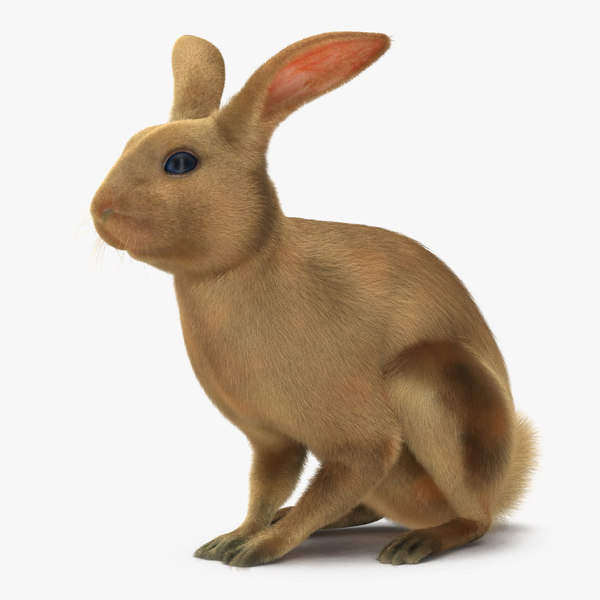 3d兔子模型