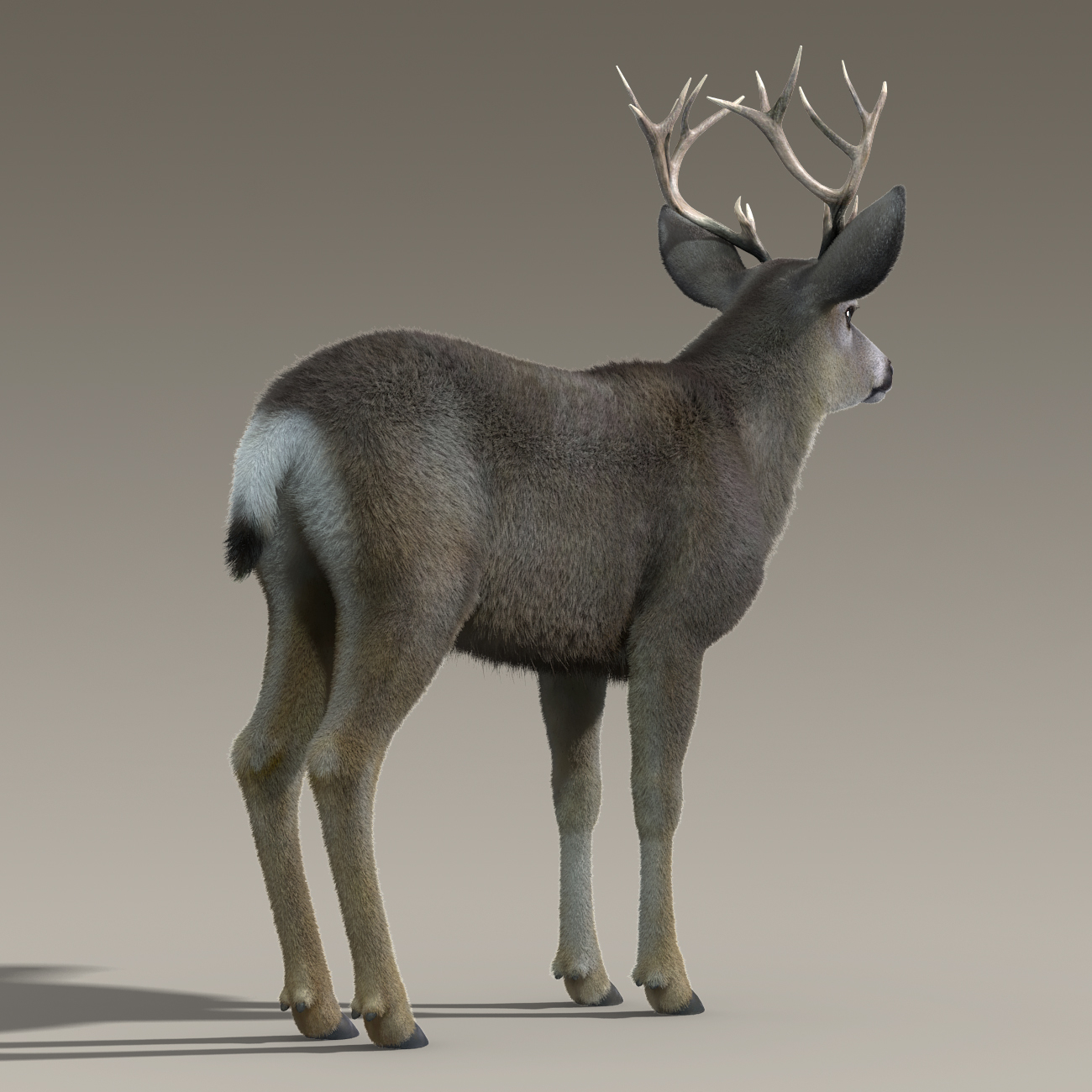 mule deer stag(fur)(rigged)3d模型
