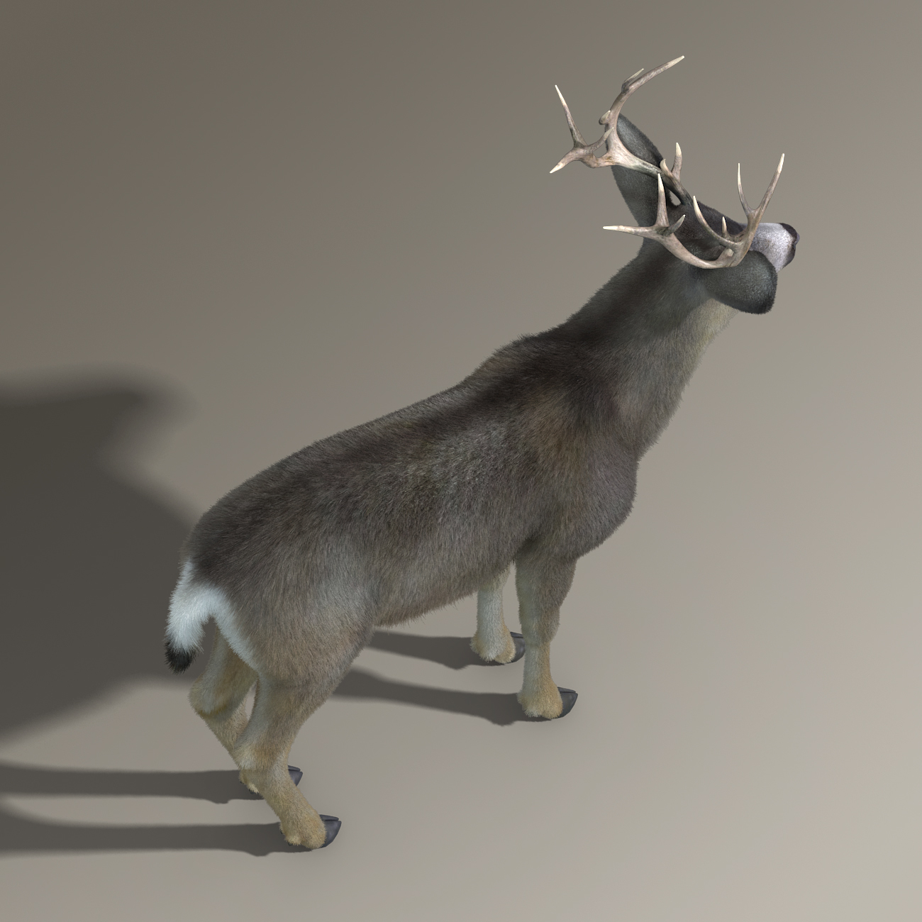 mule deer stag(fur)(rigged)3d模型