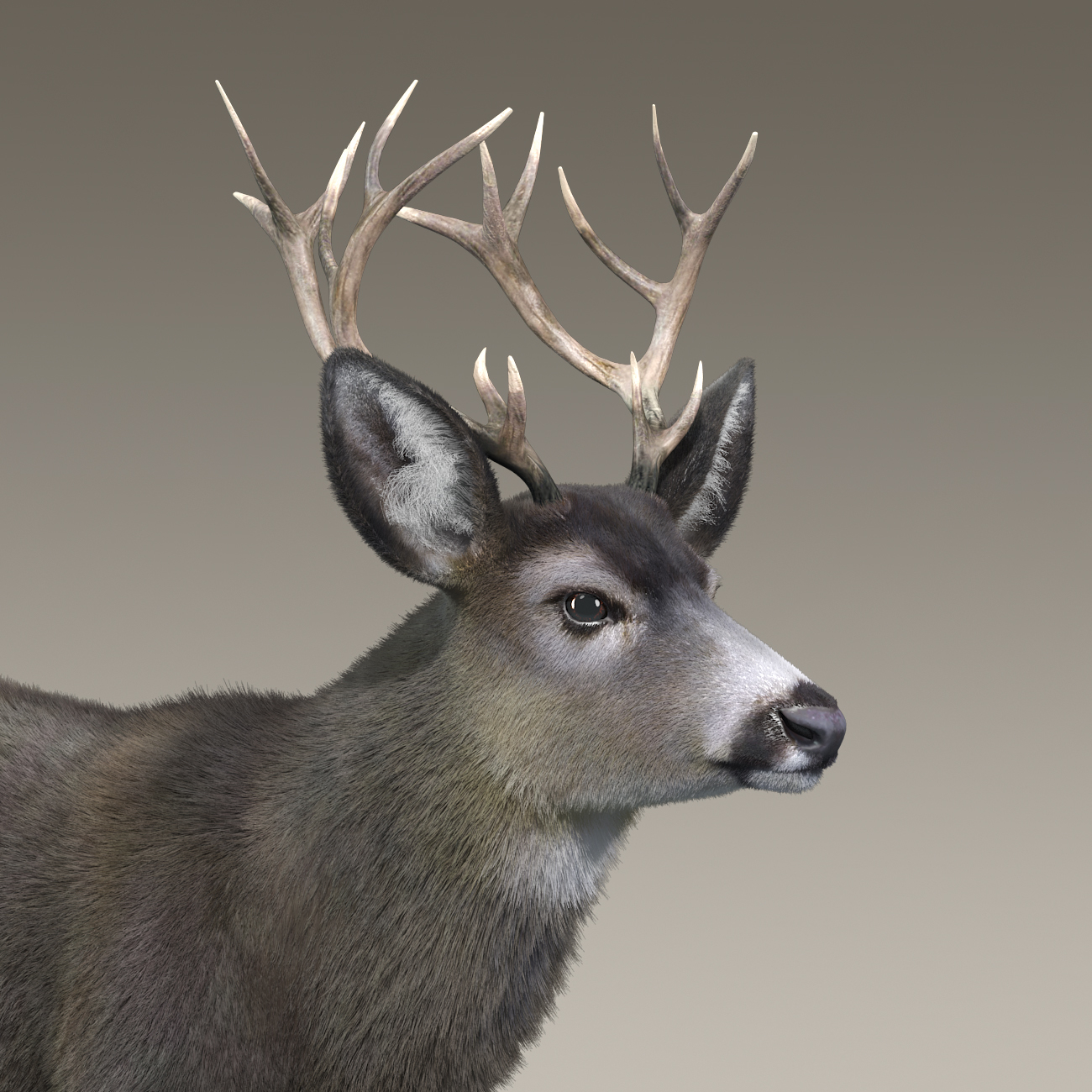 mule deer stag(fur)(rigged)3d模型