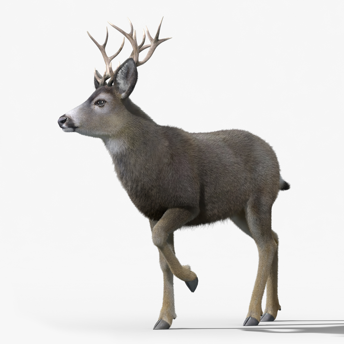 mule deer stag(fur)(rigged)3d模型