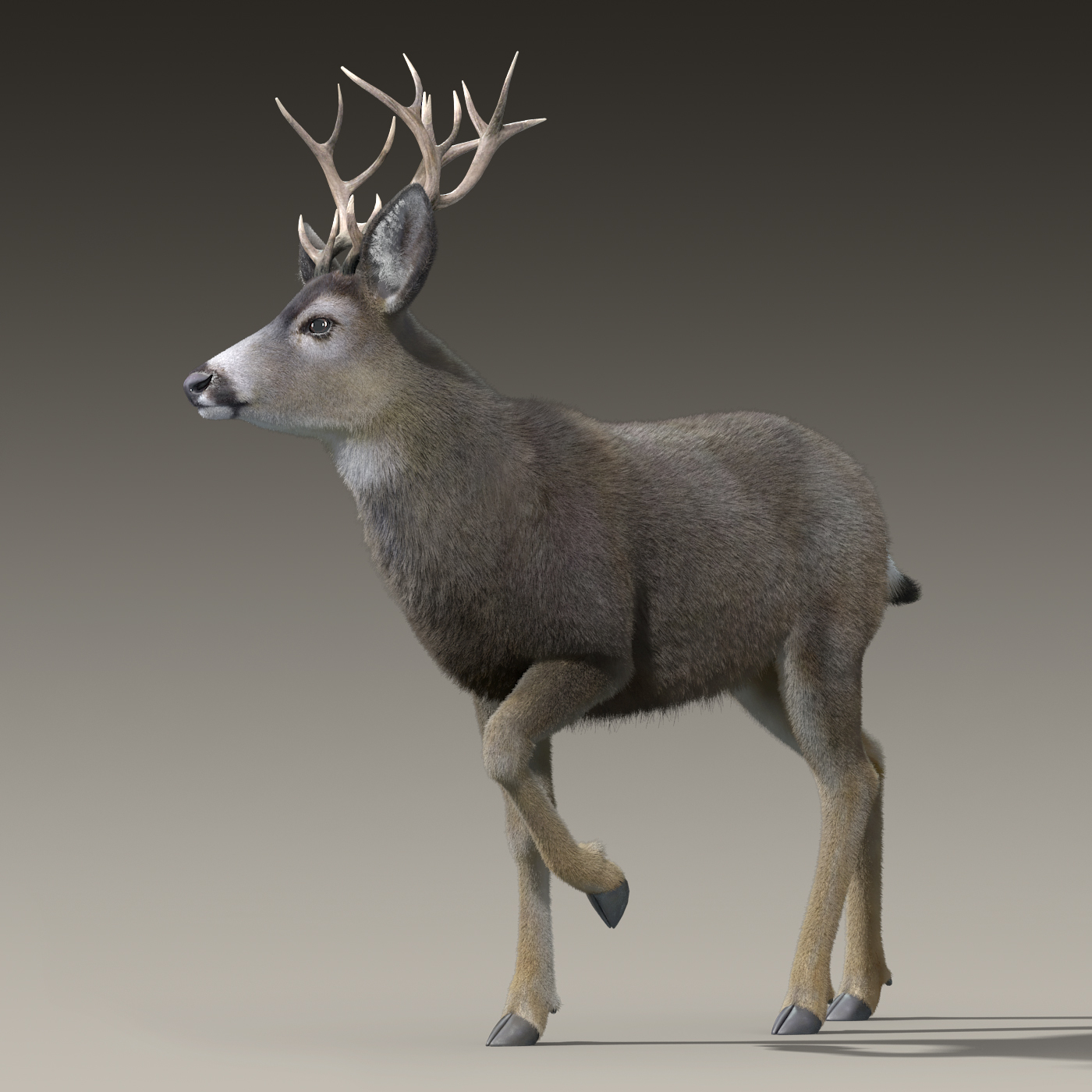 mule deer stag(fur)(rigged)3d模型