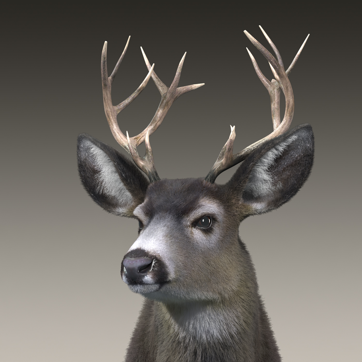 mule deer stag(fur)(rigged)3d模型