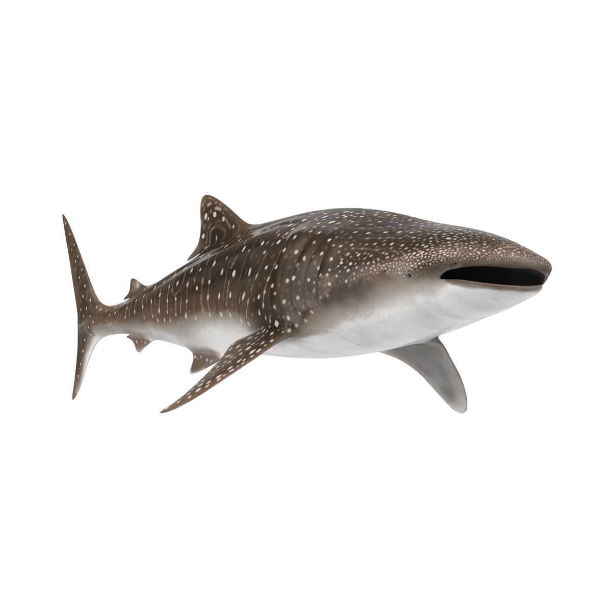 max whale shark rigged