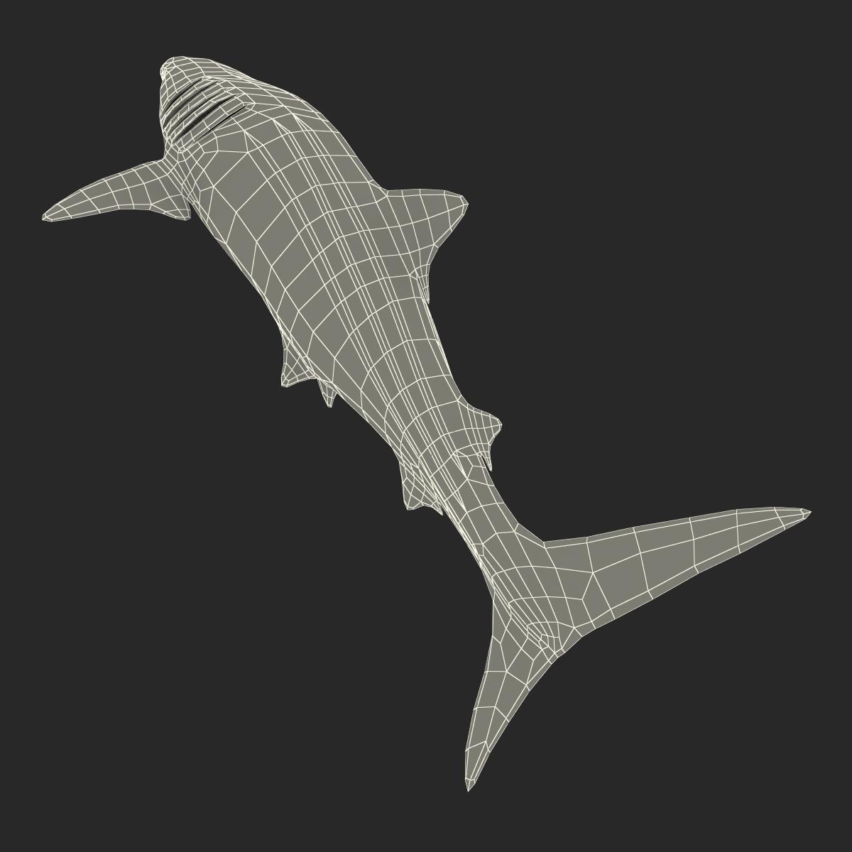 max whale shark rigged