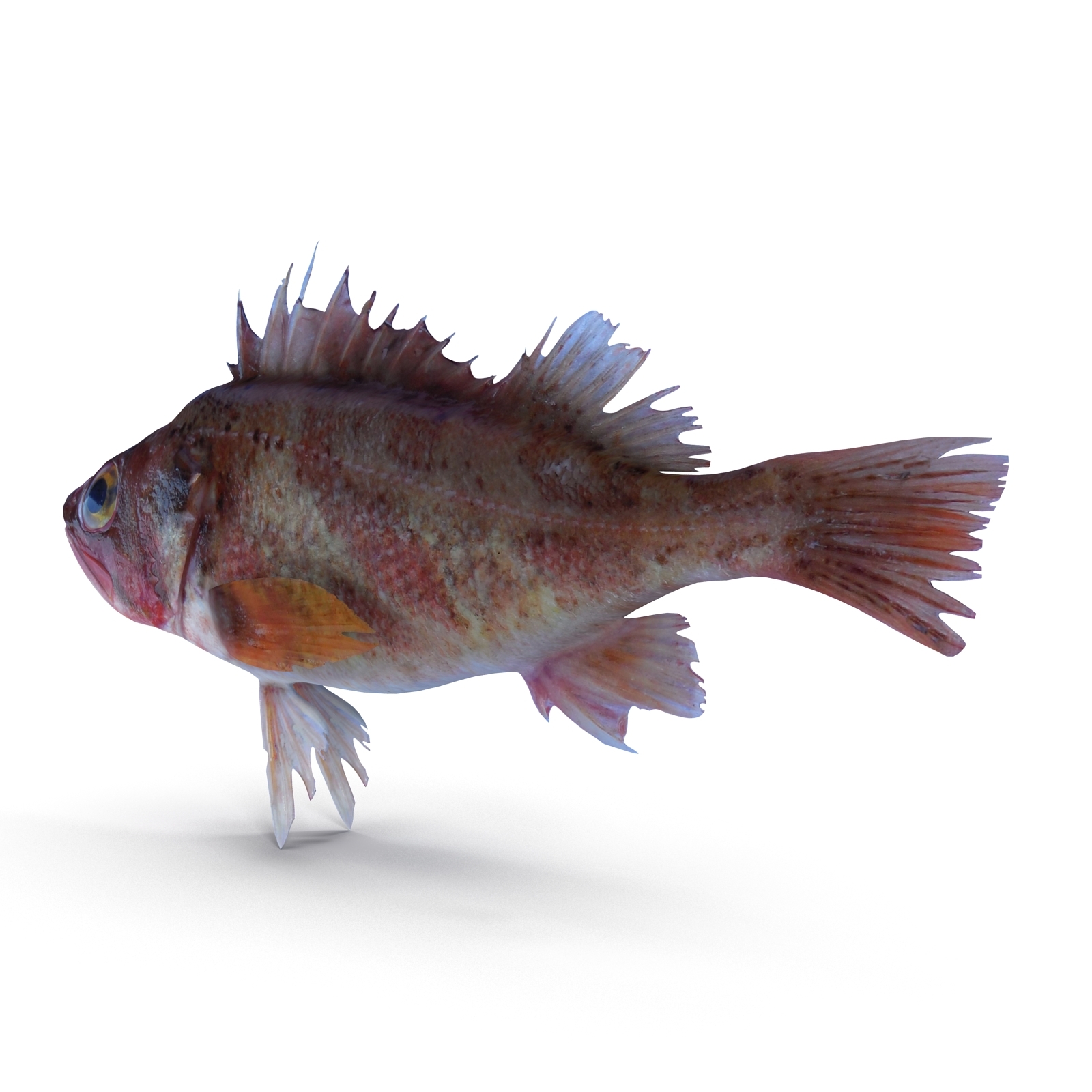 3d model rockfish rock fish