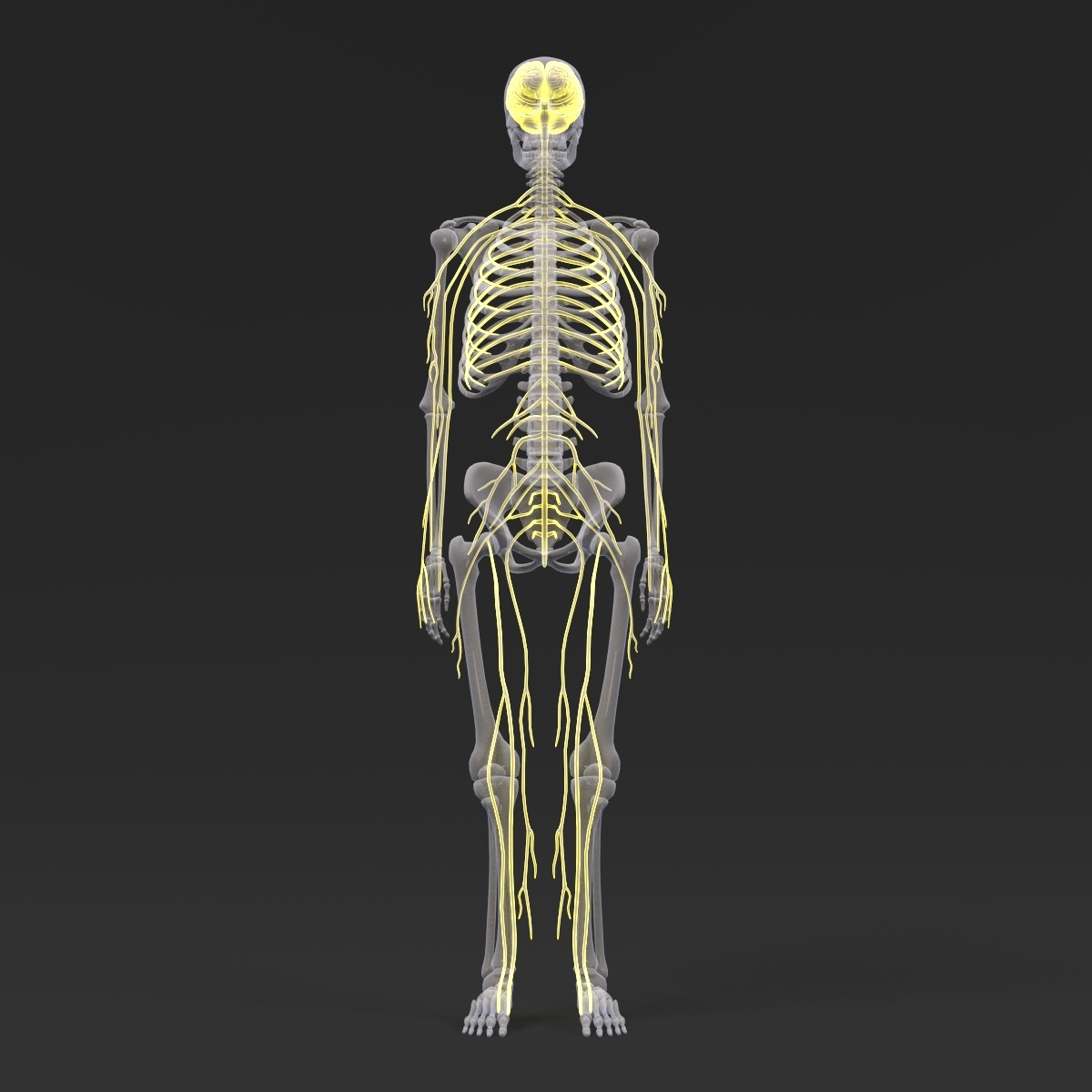 人体解剖学3d模型